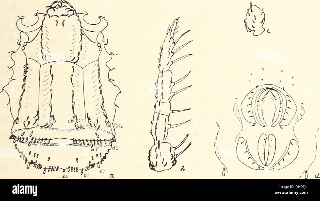 Caeculidae Fotos und Bildmaterial in hoher Auflösung Alamy