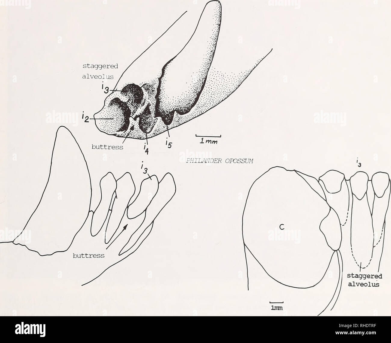 Didelphidae Stockfotos und -bilder Kaufen - Alamy