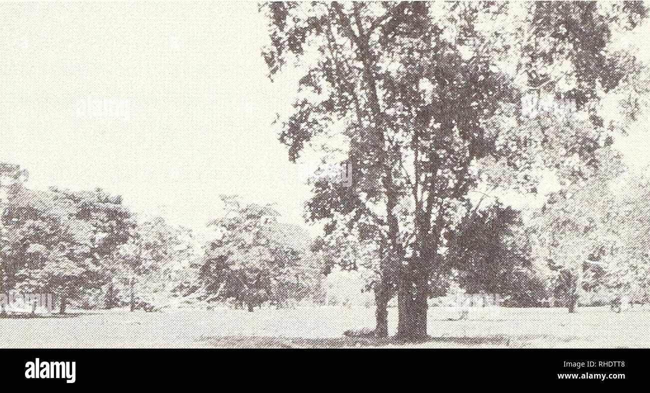 . Bonner zoologische Beiträge: Herausgeber: Zoologisches Forschungsinstitut und Museum Alexander Koenig, Bonn. Biologie; Zoologie. 144 K. Henle&amp; A. Ehrl Lücken aufweist. Forst sterben Go Erforschung der Herpetofauna dieses Lan-des ermöglicht die Revision einzelner Gruppen. Abb. of this Lücken zu schließen, Krieg das Ziel einer Forschungsreise von Februar - März 1983, über deren Ergebnisse im Folgenden berichtet werden soll. In unsere Auswertung schlössen wir sterben gesamte Peru-Sammlung des Zoologischen Forschungsinstituts und Museum Alexander Koenig, Bonn, ZFMK) ein, das von uns in Deutsch Stockfoto