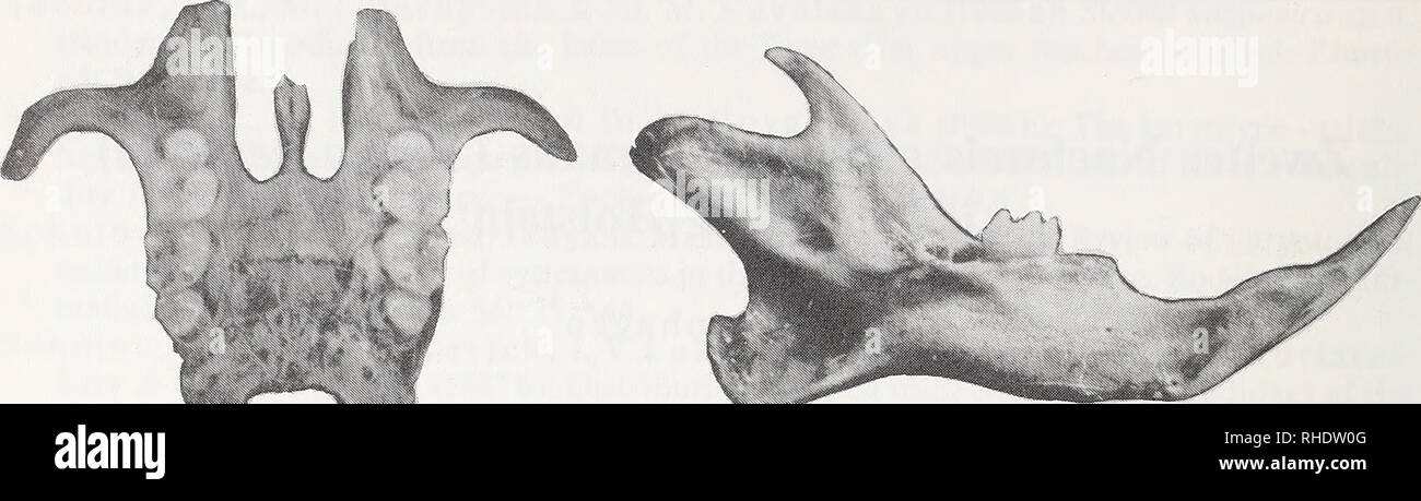 . Bonner zoologische Beiträge: Herausgeber: Zoologisches Forschungsinstitut und Museum Alexander Koenig, Bonn. Biologie; Zoologie. 142 S. Borkenhagen. Abb. 1: Oberkieferrest und mandibel von sicista Betulina (ZFMK 95.503) aus schleswig-hol-Stein. Länge der oberen Zahnreihe 2,75 mm, Länge der Mandibel 9,80 mm. blik Deutschland seit 1950 (Kahmann & Amp; Wachtendorf 1951). Das Belegstück wird im Forschungsinstitut und Museum Alexander Koenig, Bonn, ZFMK aufbewahrt (95.503). Mein Dank gilt den Herren Peter Finke und Dirk-Peter Meckel vom Landesverband Eulen - Schutz, sterben sterben Sammlung von Gewöllmater Stockfoto