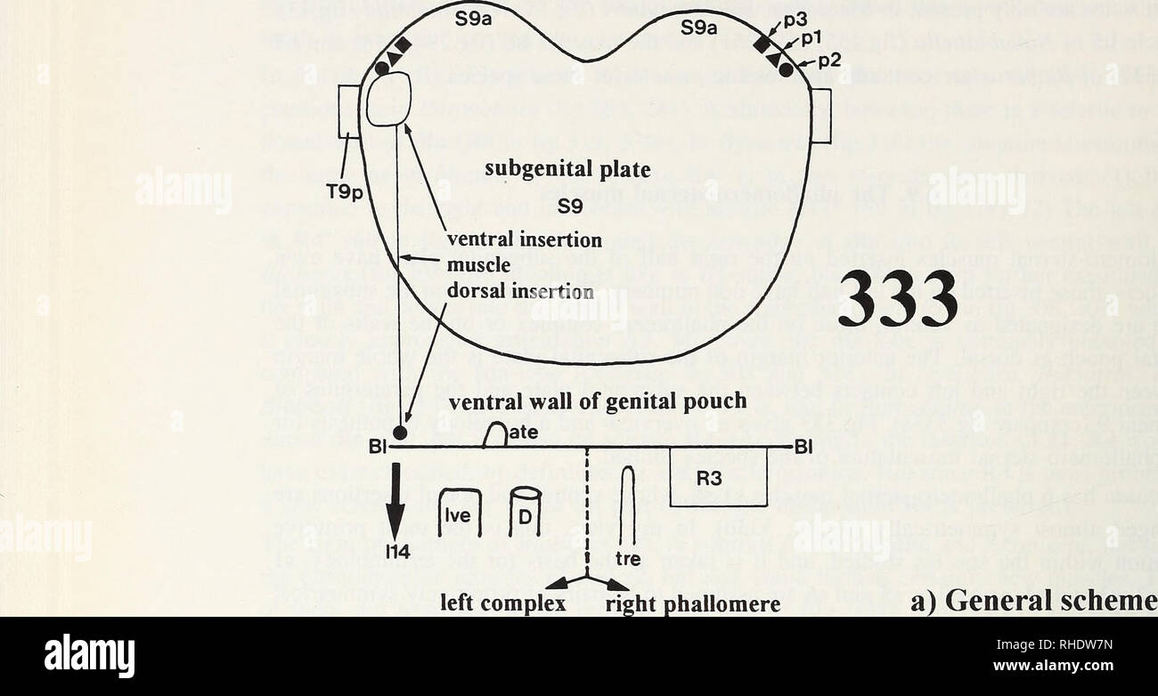 . Bonner zoologische nach 1550. Zoologie. 260. Abb. 333: stemal Phallomero - Muskeln, Homologie Beziehungen. - 333 A gibt einen Überblick über die Darstellung und die Symbole und Abkürzungen. 333 b-l (folgende Seiten) zeigen die Morphologie der verschiedenen Arten. Die vordere Hälfte jedes Bild zeigt die subgenital Plate, Mit-ventrale Einfügungen von Muskeln pi, p2 und p3 (A, # und â). -Ventrale Einfügungen aller phallomero - Sternalen Muskeln. - Paratergites der Abdominal- Segment 9 T9s. Die hintere Hälfte jedes Bild zeigt die phallomere Komplex, mit-ventrale basal line BI = Grenze sein Stockfoto