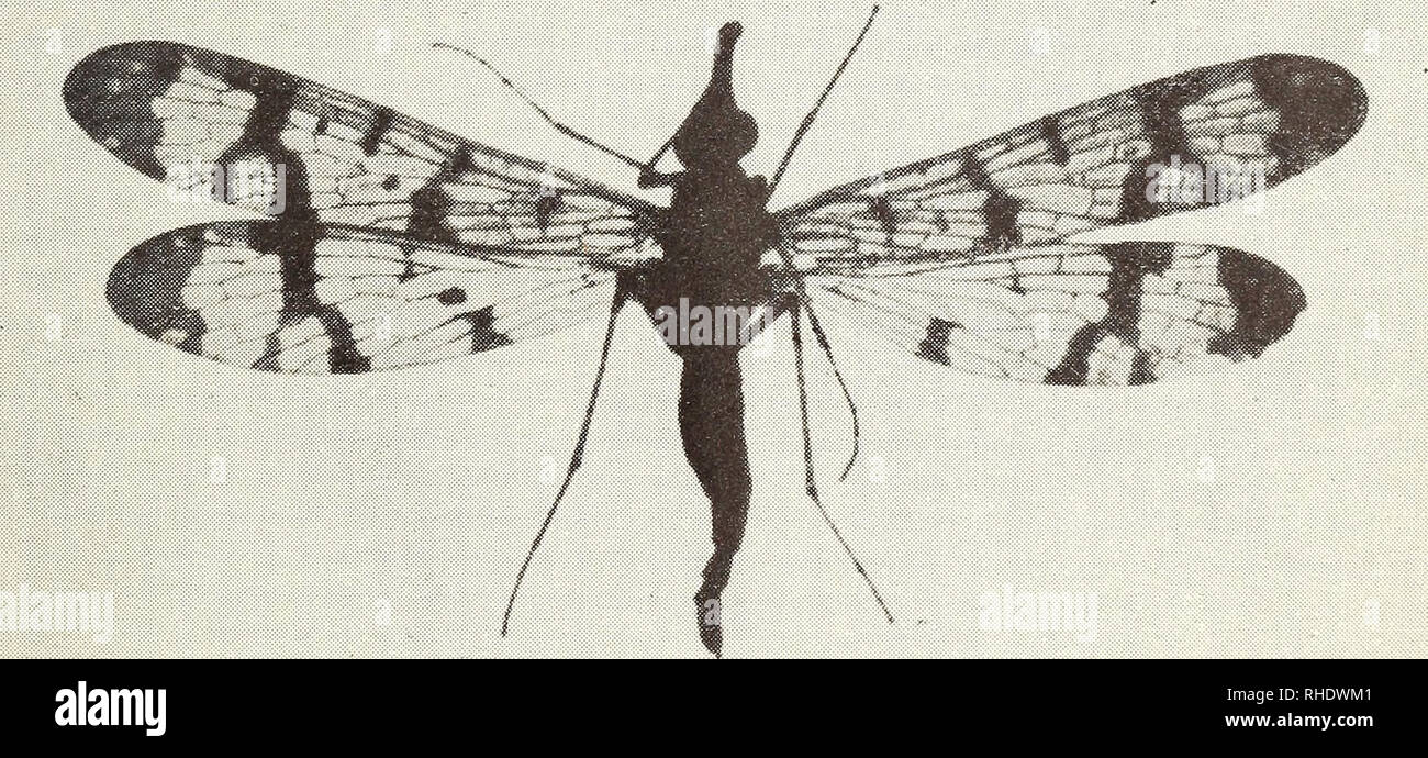 . Bonner zoologische Beiträge: Herausgeber: Zoologisches Forschungsinstitut und Museum Alexander Koenig, Bonn. Biologie; Zoologie. Heft 2-4 1/1950 Mecopteren aus Fukien 289 Hinterflügel. Holotypus 6, 12,5 mm lang, 3 mm breit. Paratypus Allotypus 9 und 9, 14 mm lang, 3,5 mm breit. Lebensraum. China, Prov. Fukien, Kwangtseh, 25. Ix. 1937 (holotypus 6) und 9. X 1937 (Allotypus 9 und Paratypus $), Bein. J. Klapperich. Holo-Typus und Allotypus im Zool. A. Reichsinstitut und Museum Koenig, Bonn; Paratypus in meiner Sammlung. Als äußeres Merkmal, wodurch man sterben Kunst von den übrigen chinesi-schen Arten Stockfoto