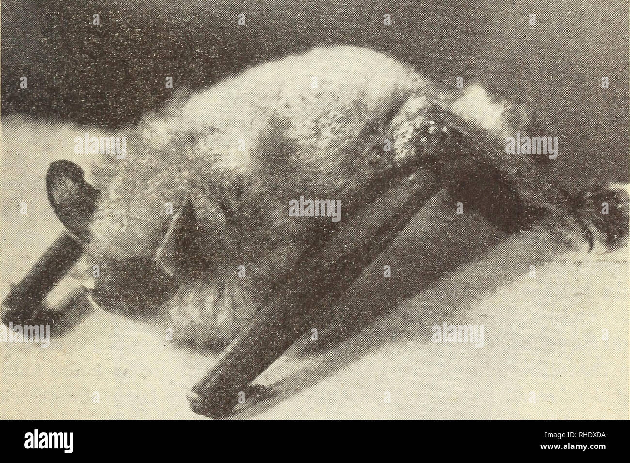 . Bonner zoologische Beiträge: Herausgeber: Zoologisches Forschungsinstitut und Museum Alexander Koenig, Bonn. Biologie; Zoologie. Heft 1 1/1950 zur Kenntnis der gewimperten Fledermaus 3 myotis (Bechstein)]. Bis zum 2. 3. 1948 hielt ich das Tier in Gefangen- schaft; ein diesem Tage Verunglückte es bei einem Transport. Der Balg (mit Schädel) befindet sich in meiner Sammlung und stellt wahrschein-lich den einzigen noch vorhandenen deutschen Beleg und für Bayern den Erstnachweis of this Art dar. Der Balg des Tieres konnte augenscheinlich nur mit 5 Exemplaren aus dem Naturhistorischen Museum in Brau Stockfoto
