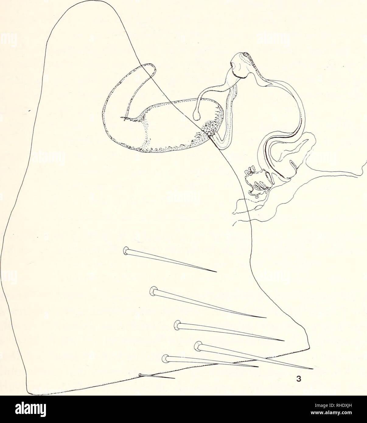 . Bonner zoologische Beiträge: Herausgeber: Zoologisches Forschungsinstitut und Museum Alexander Koenig, Bonn. Biologie; Zoologie. Siphonaptera de Crocidura sur I'Ile de Gozo 217. Abb. 3: Leptopsylla algira vogeli n. ssp., sternite allotype, VII, spermathéque et ducti. favosus Parasit les mulots {Apodemus) en Afrique du Nord, les Crocidures en Europe occidentale et dans les Iles méditerranéennes. Par ailleurs, dans Mundharmonika Noten (et, en particulier, Beaucournu&amp; Alcover 1984) Nous avons Relevé que seules Les íles méditerranéennes ou Atlantiques ayant comme musaraigne Crocidura psathyrella Mon Stockfoto