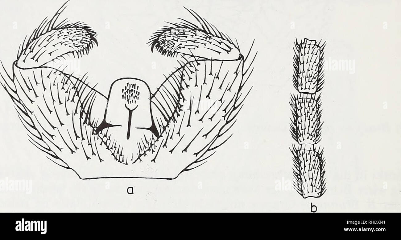 . Bonner zoologische Beiträge: Herausgeber: Zoologisches Forschungsinstitut und Museum Alexander Koenig, Bonn. Biologie; Zoologie. 278 W. Mohrig&amp; F. Menzel & Amp; die Hölle. Sie ist charakterisiert durch die durchweg dunkle Behaarung des Mesonotums, sterben honigfarbenen Aufhellungen der pleuralen Sklerite des Thorax sowie der Coxen und des Abdomen, den geringen Makrotrichienbesatz der y und die kräftigen, dunklen und langen Borsten der ganzen Valveninnenseiten. Verbreitung: Italien: 1 o*, Insel Sizilien, Bein. Bartak. Der holotypus befindet sich in der Sammlung Mohrig, Greifswald. Bitte beachten Sie, dass Stockfoto