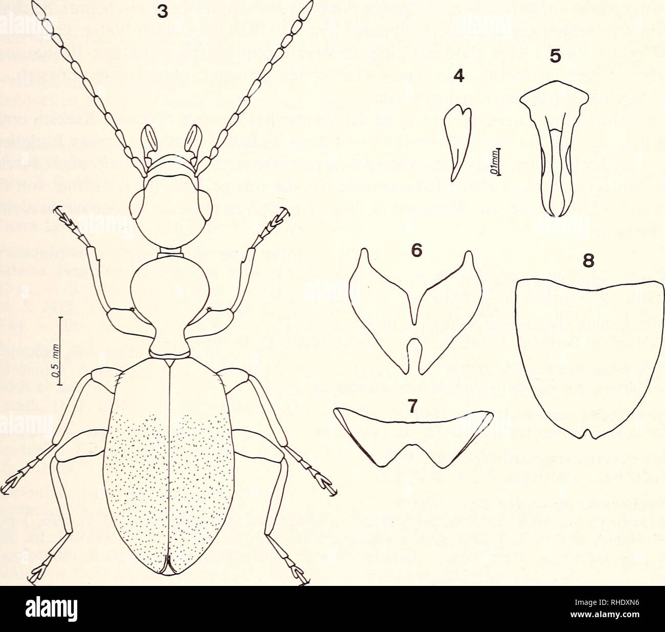 . Bonner zoologische Beiträge: Herausgeber: Zoologisches Forschungsinstitut und Museum Alexander Koenig, Bonn. Biologie; Zoologie. Klapperich Anthicidae der Sammlung 399 Formicomus ionicus Laferté, 1848 Jordanien, Amman, 800 m, 8. 4. 1956, 1 ex. - Wadi Schaib, 13. 4. 1956, 5 ex. - Wadi Sir bei Amman, 600 m, 6. 7. 1956, 6 ex. - Tulkarem, 200 m, 10. 7. 1956, 2 ex. - Fuhes bei Amman, 3. 8. 1956, 6 ex. -Wald bei Jerash, 600 m, 11. 8. 1956, 1 ex. - Wadi Schaib, 200 m, 12. 9. 1956, 3 ex. - Deh, 5. 10. 1956, 5 ex. - Fuhes, nördl. Amman, 14. 10. 1956, 2 ex. - Wadi Schaib, 200 m, 17. 10. 1956, 25. Stockfoto