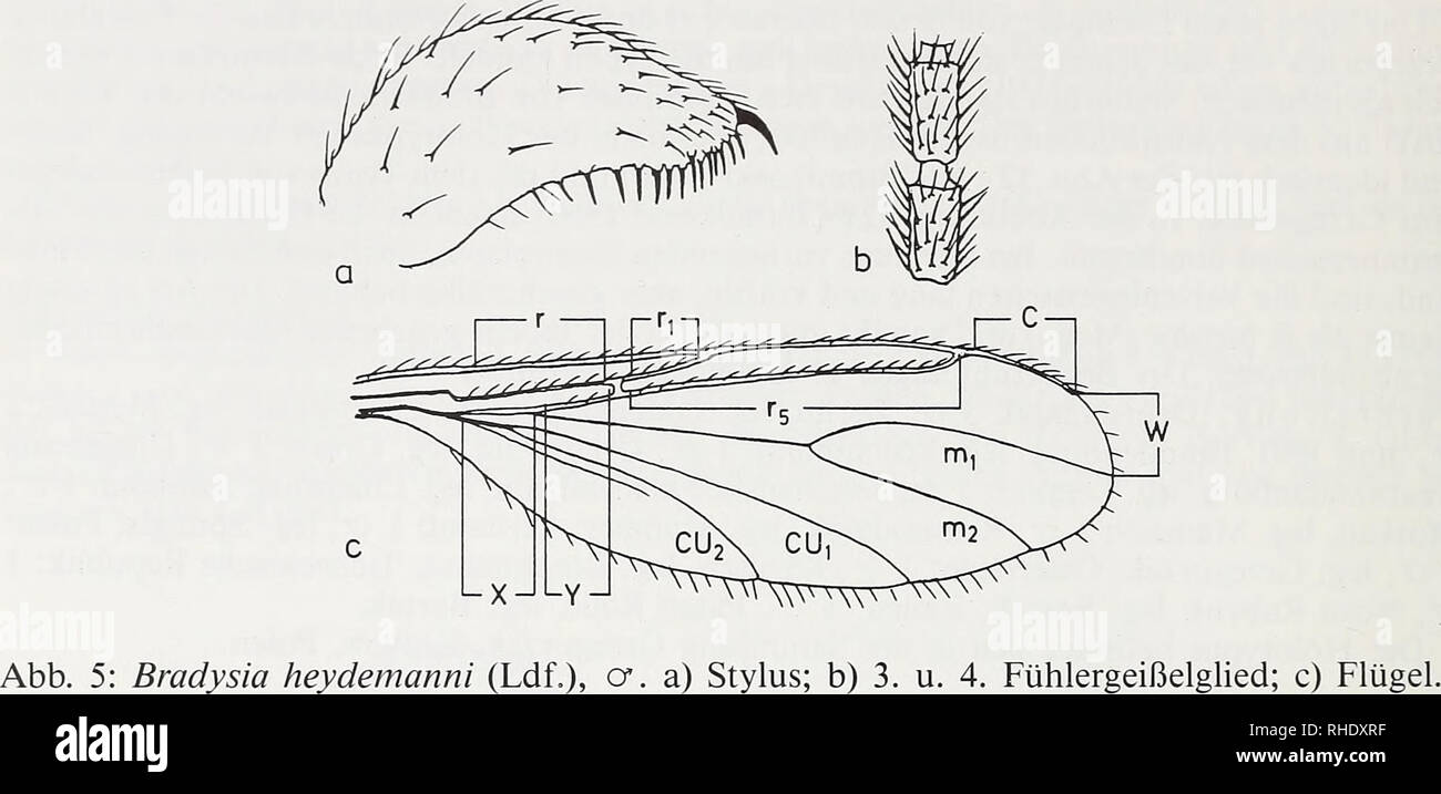 . Bonner zoologische Beiträge: Herausgeber: Zoologisches Forschungsinstitut und Museum Alexander Koenig, Bonn. Biologie; Zoologie. 274 W. Mohrig&amp; F. Menzel. genem Spitzenzahn, darunter bis fast zur Stylusmitte mit vielen pfriemförmigen Dörnchen werden - setzt. Genitalplatte im Präparat nicht genau zu erkennen. Größe: 3,5 mm. 9. vorhanden. Verbreitung: Die Art wurde als nicht selten von norddeutschen Wiesen und Ackerflächen gemeldet, seit der Erstbeschreibung der aber nicht wieder nachgewiesen. Das typenmaterial (1 O 1 9) befindet sich in der Sammlung Lengersdorf, Alexander - Koenig-Museum, Bo Stockfoto