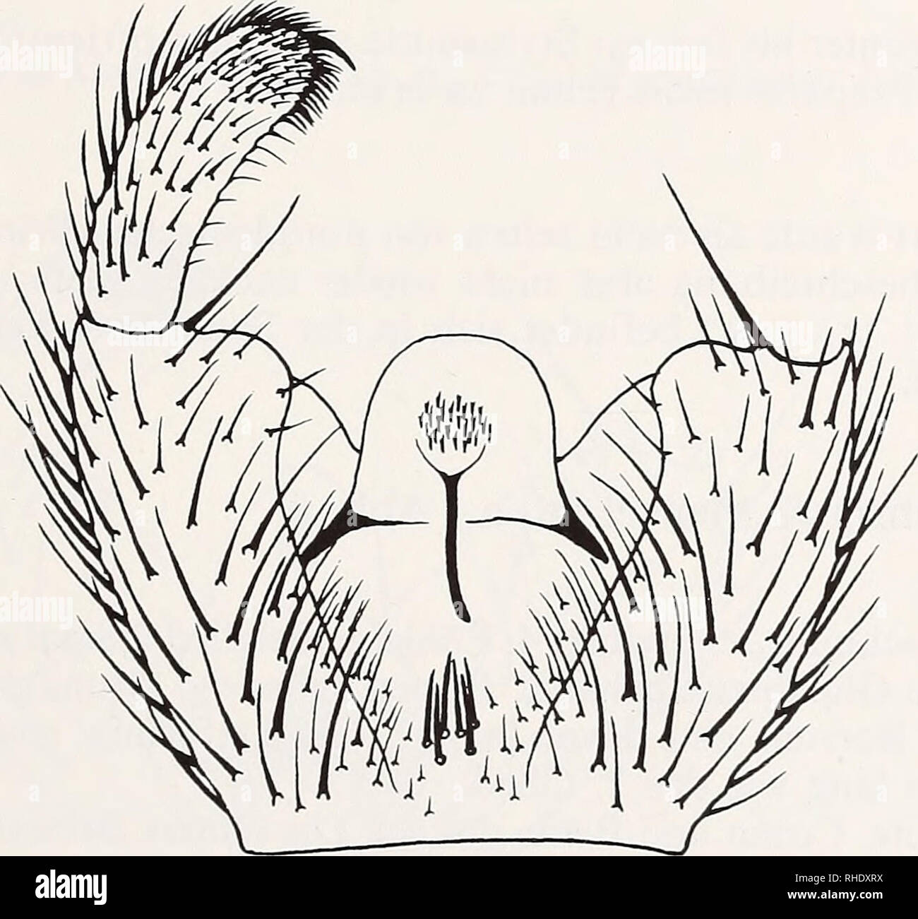 . Bonner zoologische Beiträge: Herausgeber: Zoologisches Forschungsinstitut und Museum Alexander Koenig, Bonn. Biologie; Zoologie. Paläarktische Sciaridae 273 Uns lagen je ein Exemplar von Sciara cinerascens und Sciara interstincta aus der Sammlung Grzegorzek vor, bei denen es sich zweifellos um die Typen handelt. Beide Exemplare erwiesen sich als identisch. Weiterhin standen uns zwei Exemplare von Bradysia lanicauda von tuomi - Koski aus dem Naturkundemuseum Helsinki, aber nicht der Holotypus zur Verfügung. Beide sind identisch mit der Abb. 32 e aus Tuomikoski (1960) und mit dem Typus von Sciar Stockfoto