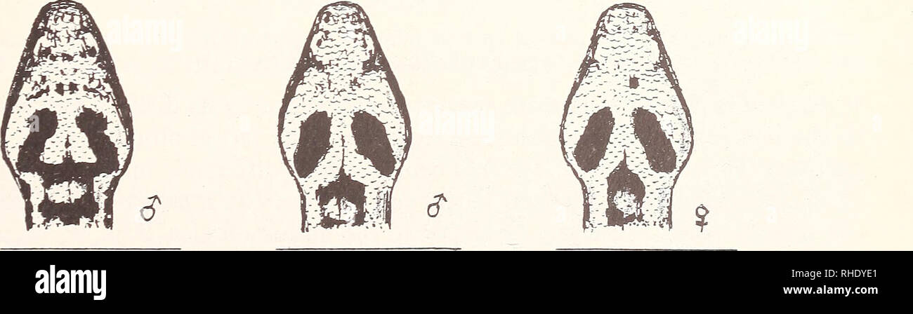 . Bonner zoologische Beiträge: Herausgeber: Zoologisches Forschungsinstitut und Museum Alexander Koenig, Bonn. Biologie; Zoologie. Neue Datensätze von Vípera wagneri 225 im V. bornmuelleri, reduzierte Anzahl von subocular und circumocular Skalen in V. Bul-gardaghicd) sind nicht durch V. wagneri geteilt. Kein Zweifel V. wagneri morphologisch am nächsten V. xanthina ist. Es unterscheidet sich von V. xanthina in eine höhere durchschnittliche ventralen zählen, aber deutlich geringere subcaudal zählt in beiden Geschlechtern (mehr deutlich in 9) • Relative schwanz Länge (in Prozent der gesamten Länge) ist 8.2 in er 1. und 7.2. in 9 1 - viel weniger als Stockfoto