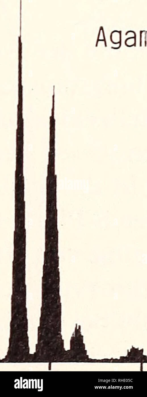 . Bonner zoologische Beiträge: Herausgeber: Zoologisches Forschungsinstitut und Museum Alexander Koenig, Bonn. Biologie; Zoologie. CRBC Xenopus laevis 100 200 300 CRBC n=22 631 d Agama yemenensis n=32 782 yemenensis CRBC Agama L.0 100 200 300 Kanal-Nummer (proportional dem relativen DNA-Gehalt) Abb. 1: DNA-Histogramm DAPI gefärbter Zellen, (a und b) (Hühnererytrozyten CRBC); c) Kaulquappenzellen von Xenopus laevis; (d) die Erythrozyten von Agama yemenensis; (e) simul-tane Messung von Hühnererythrozyten und X. laevis Zellen; (f) gleichzeitigen Messung von Hühnererythrozyten und A. yemenensis Zell Stockfoto