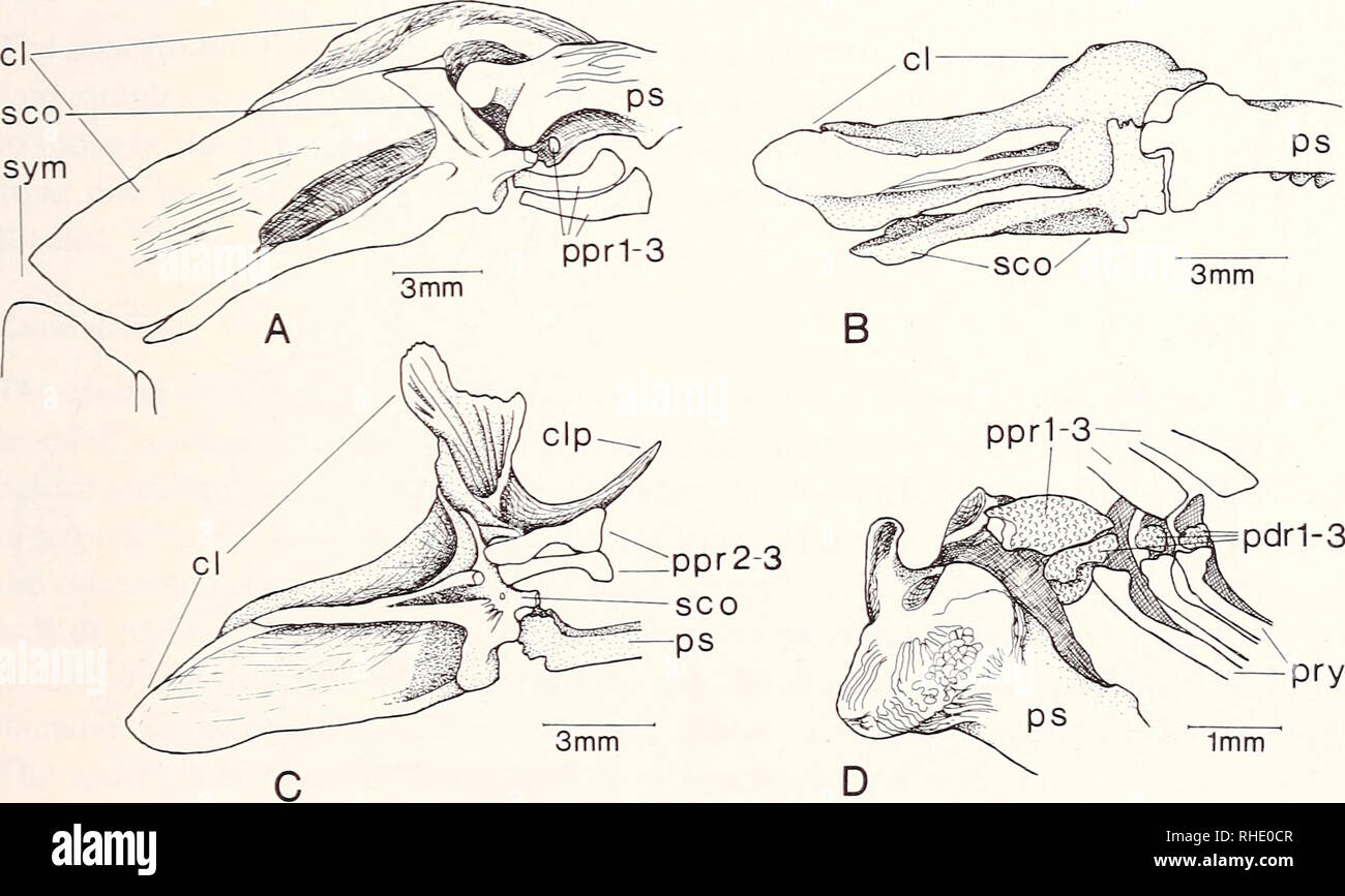 . Bonner zoologische nach 1550. Zoologie. 61 Die parapophysis des fünften Wirbel ist verlängert; ein kleines Rib hes unten das distale Ende des parapophysis in kleinen Exemplare; eine separate pleural Rippe ist nicht bei erwachsenen Exemplare vorhanden; daher bin ich davon ausgegangen, dass die parapophysis des fünften Wirbel und die Rippen fixiert sind. Es gibt Elf pleural Rippen an der parapophysis der Halswirbel 6 bis 16-18 befestigt (Abb. 29 B). Schwanzwirbel (Abb. 29 C) Tragen scharfe Neuronale und haemal Stacheln Bügelfalte, mit der Ex-übersetzungsaktes der letzten Wirbel, die breitere und flachere Stacheln. Die neuronalen Spine ist ein prolo Stockfoto