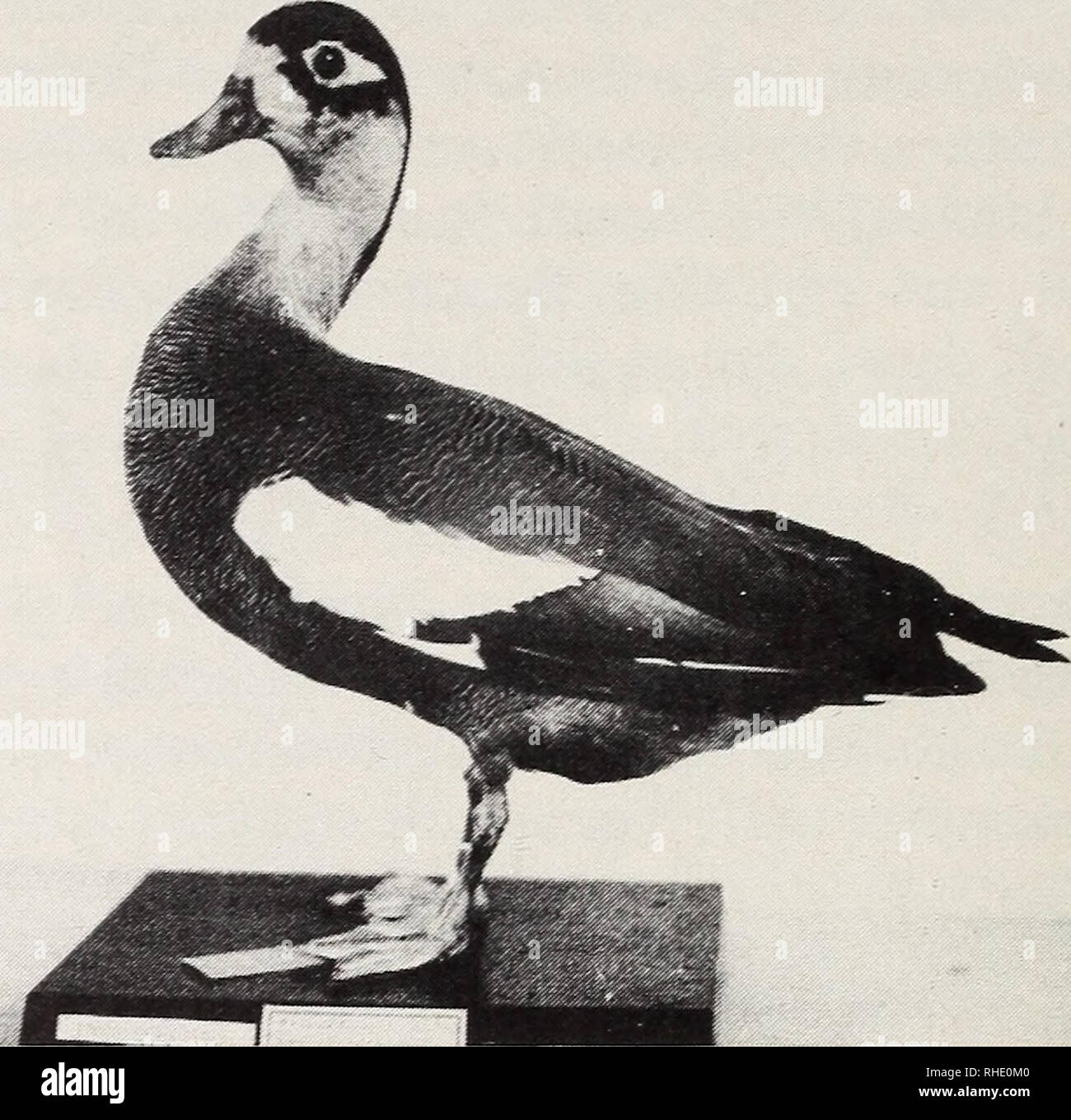 . Bonner zoologische Beiträge: Herausgeber: Zoologisches Forschungsinstitut und Museum Alexander Koenig, Bonn. Biologie; Zoologie. 240 E. Nowak Bonn, zool. Beitr.. Abb. 2: Das Schopfkasarka-Weibchen aus der Gegend von Pusan, erlegt Anfang De-zember 1916, aufbewahrt in der Kuroda-Sammlung des Yamashina-Institutes in Tokio (zu 1916). Schopfkasarkas gehandelt haben. Die wertvolle Beute does not gelangte nicht in die Hände von Wissenschaftlern (Kuroda 1924) 6). 1917. Kuroda veröffentlicht in der japanischen Zeitschrift,, Tori" (Die Vögel) einen Beitrag mit der genauen Beschreibung des in Korea äh Stockfoto