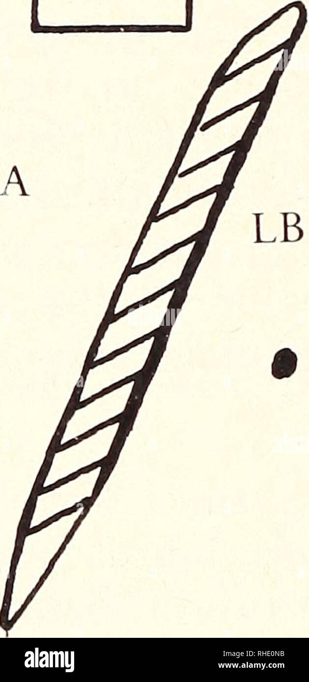 . Bonner zoologische Beiträge: Herausgeber: Zoologisches Forschungsinstitut und Museum Alexander Koenig, Bonn. Biologie; Zoologie. 368 W. A. S o n t a g Jr. Bonn, zool. Beitr. 2. Tiere, Haltung, Methode Ich beobachtete 10 Lappenstare in Nieder-Olm bei Mainz sowie lediglich ergänzend eine Zuchtgruppe im Zoo Frankfurt (mit einem Grundbestand von Ca. 10 Exemplaren). Alle Tiere kamen aus Ostafrika oder stammen von solchen ab (Faust, mündl.). Im Zoo Frankfurt leben sterben Lappenstare in der Freiflughalle des Vogel-Hauses, bei einer Firsthöhe von 7,5 m sterben zirka 500 m2 Fläche einnimmt (Scherpner 1970). Stockfoto