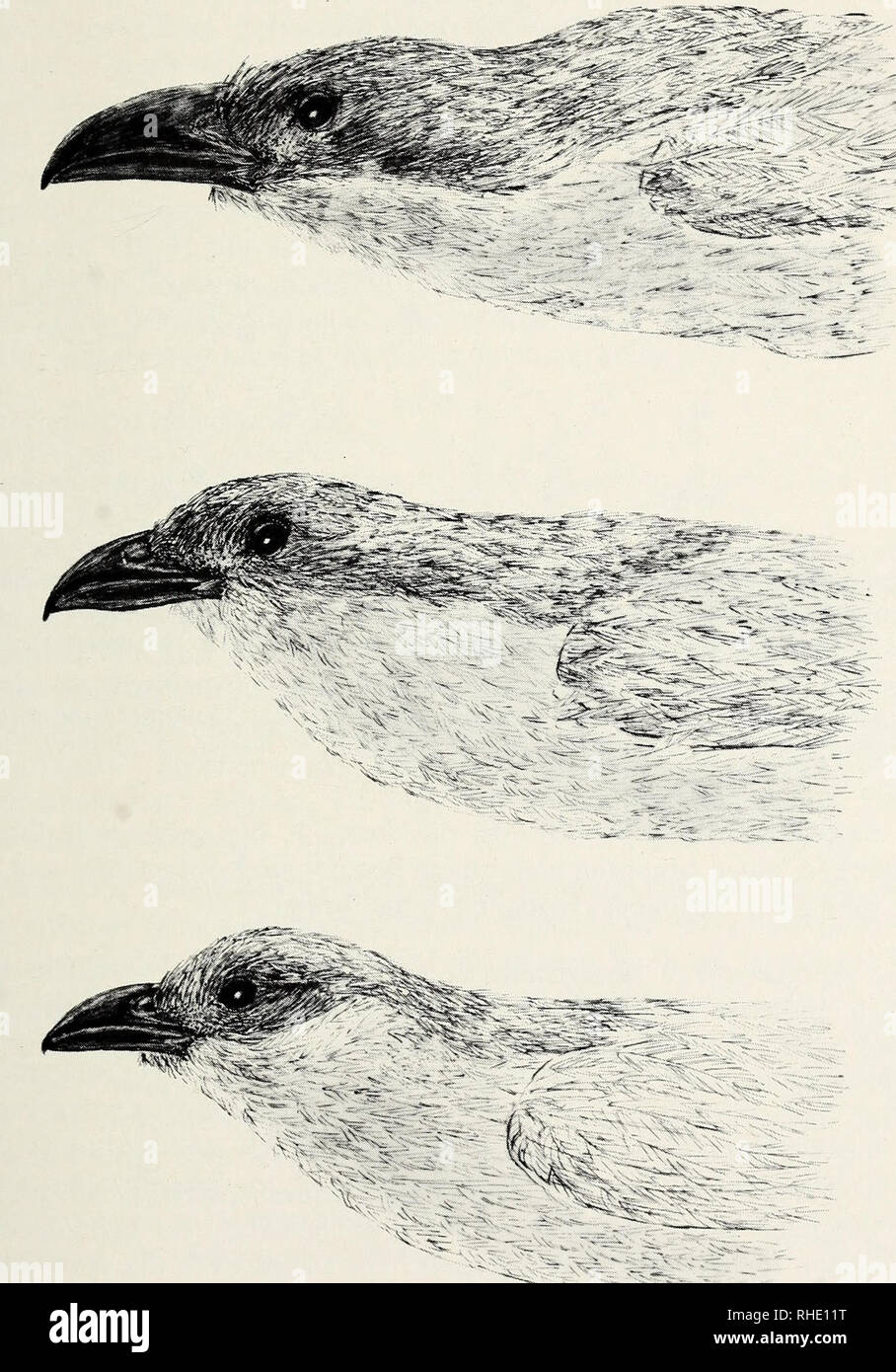 . Bonner zoologische Beiträge: Herausgeber: Zoologisches Forschungsinstitut und Museum Alexander Koenig, Bonn. Biologie; Zoologie. 34 (1983) Heft 1-3 Vögel des (Süd-) Sudan 155. 10: C. monachus Okzidentalismus Kamerun; c. m. "Heuglini' Meshra-er-Req; c. sene - galensis, Bahr-el-Zeraf. Zeichnung K. Döring.. Bitte beachten Sie, dass diese Bilder sind von der gescannten Seite Bilder, die digital für die Lesbarkeit verbessert haben mögen - Färbung und Aussehen dieser Abbildungen können nicht perfekt dem Original ähneln. extrahiert. Zoologisches Forschungsinstitut und Museum Alexander Koenig. Bonn: Das F Stockfoto