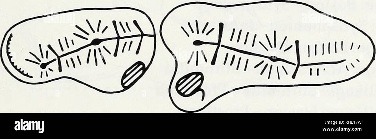 . Bonner zoologische Beiträge: Herausgeber: Zoologisches Forschungsinstitut und Museum Alexander Koenig, Bonn. Biologie; Zoologie. 32 (1981) Heft 1-2 ein Höhlenlöwe von Arrikrutz 35 Sterben frontoparietalen Suturae Sindh ein unserem Exemplar nicht erkennbar. Auf alle Fälle bezweifeln wir, dass es sich hierbei um ein besonderes Unter-scheidungsmerkmal handelt, wie Boule behauptet. Sterben Exemplare heutiger Löwen in unserer Sammlung zeigen this Suturae ebenso oder stärker zu-RÜCKSPRINGEND als beim Tiger. Ebensowenig scheint uns die Lage der palati-nalen Öffnungen, mehr oder weniger von den Orbitalrände Stockfoto