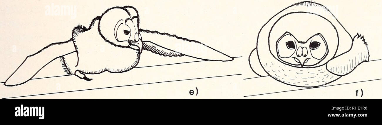 . Bonner zoologische nach 1550. Zoologie. 51. Abb. 19:Körperstellungen der Habichtskauz-Nestlinge: a) Liegen in Fersen, Bauch und Stirn; b) flaches ausgestreckt liegen; c) Fersensitz mit aufhegendem Bauch; d) Freies Artikel. Liegen mit dem AST:e) mit abgestützten Flügelspitzen (12. Tag); f) mit aufliegendem Flügelbug (40. Tag). Am 7. Lebenstag kann sterben Eule in freiem fressen stehen, am 9. Tag sich putzen und schütteln, bin 10. Tag den Boden beknabbern, bin 22. Tag Kopfkratzen. 20 Tage alte Eulen stehen bereits einbeinig aufrecht. Einen Ast umklammert das Junge ab dem 11. Lebenstag, Inline darau Stockfoto