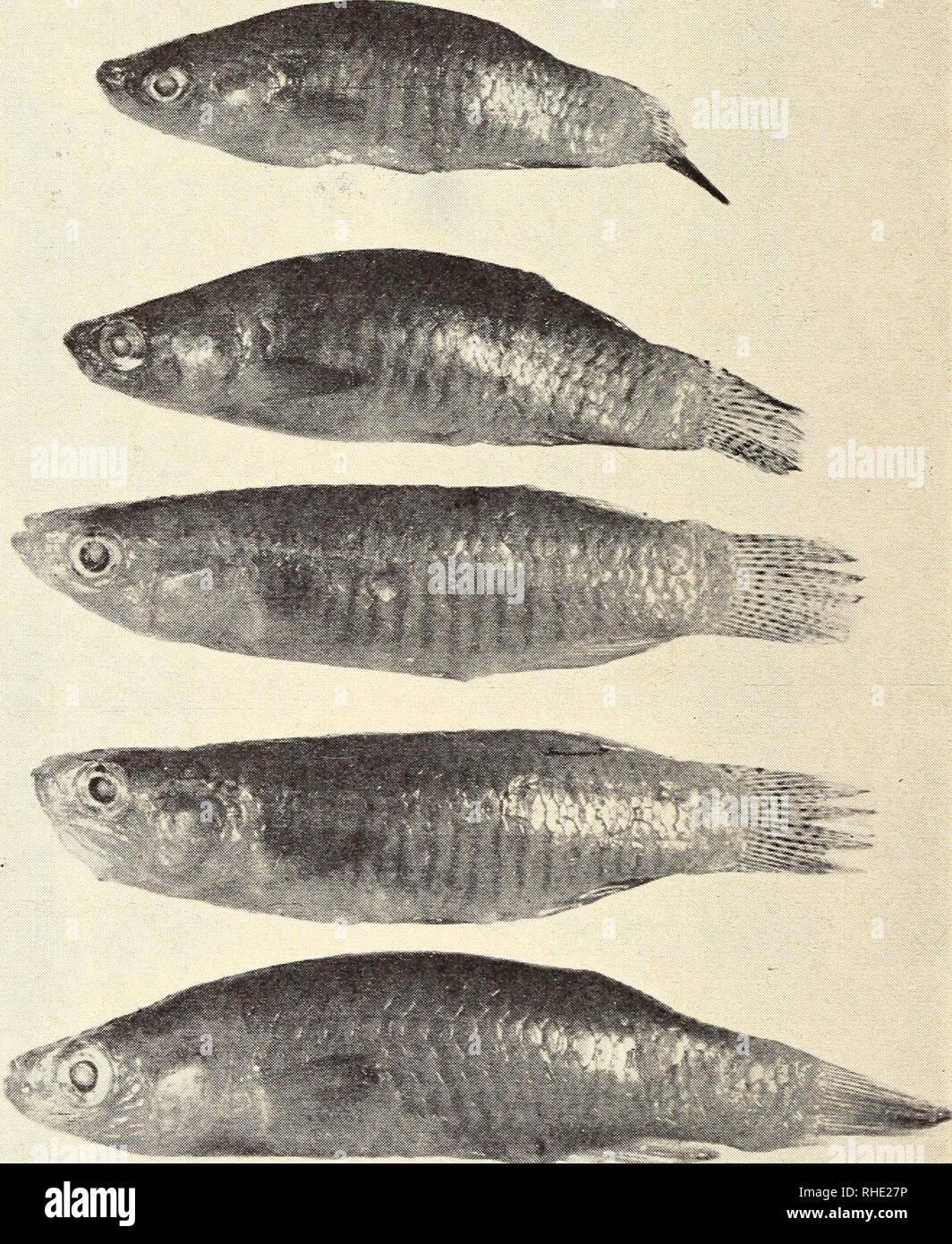 . Bonner zoologische Beiträge: Herausgeber: Zoologisches Forschungsinstitut und Museum Alexander Koenig, Bonn. Biologie; Zoologie. 312 O. Oliva Bonn, zool. Beitr.. Abb. 2: Valencia hispánica (Val. 1846), von oben nach unten 4 (5 und 1 $, Letourneuxsche Sammlung, Korfu, 1880, als bewertungsplattform. Foto: Mailand Chvojka, Prag. Bitte beachten Sie, dass diese Bilder sind von der gescannten Seite Bilder, die digital für die Lesbarkeit verbessert haben mögen - Färbung und Aussehen dieser Abbildungen können nicht perfekt dem Original ähneln. extrahiert. Zoologisches Forschungsinstitut und Museum Alexander Koenig. B Stockfoto