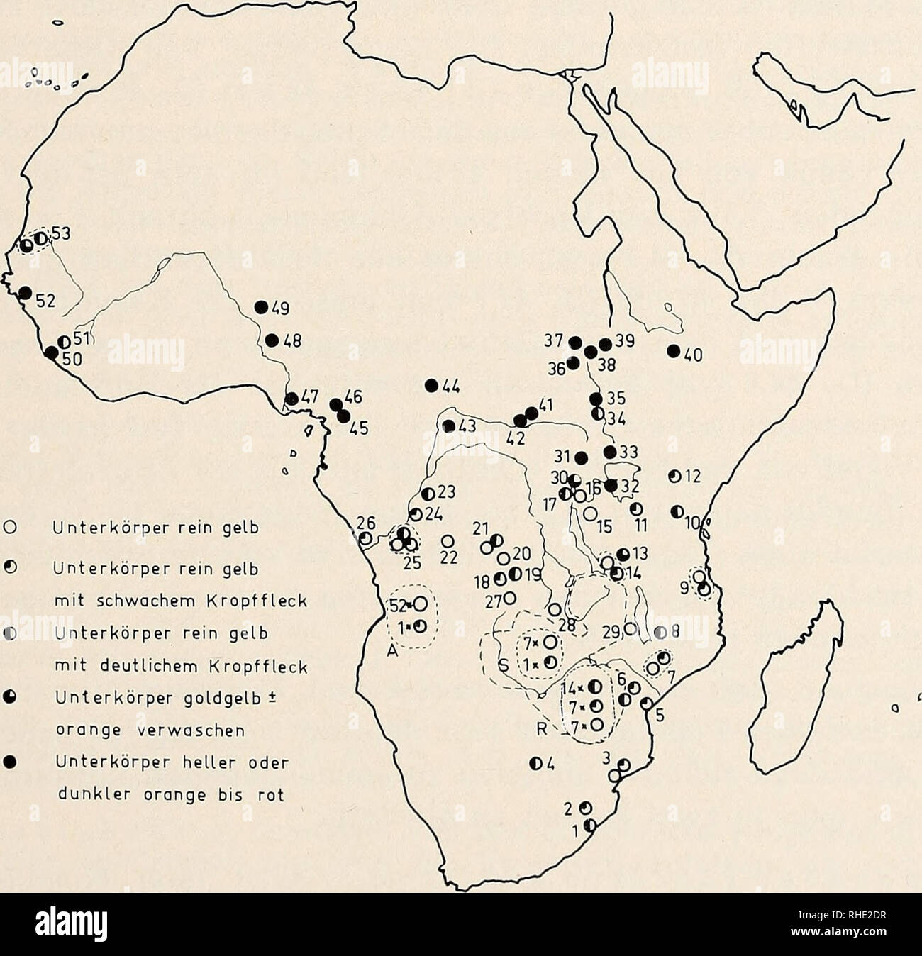 . Bonner zoologische Beiträge: Herausgeber: Zoologisches Forschungsinstitut und Museum Alexander Koenig, Bonn. Biologie; Zoologie. Heft 1/3 20/1969 geographische Variation von Amandava subilava 61 fügung stellte Sterben, und Dr. A. A. da Rosa Pinto, der für mich die große Serie von Amandava subilava in der Sammlung der von ihm geleiteten ornithologischen Ab-Teilung des Instituto de Investigacäo Cientifica de Angola in Sá da Bandeira niederländisch - sah. Ferner bin ich Herrn Dr. C. Smeenk vom Rijksmuseum Van Natuurlijke Historie in Leiden und Übersendung des Typus von Temmincks Fringilla san-guinolenta Stockfoto