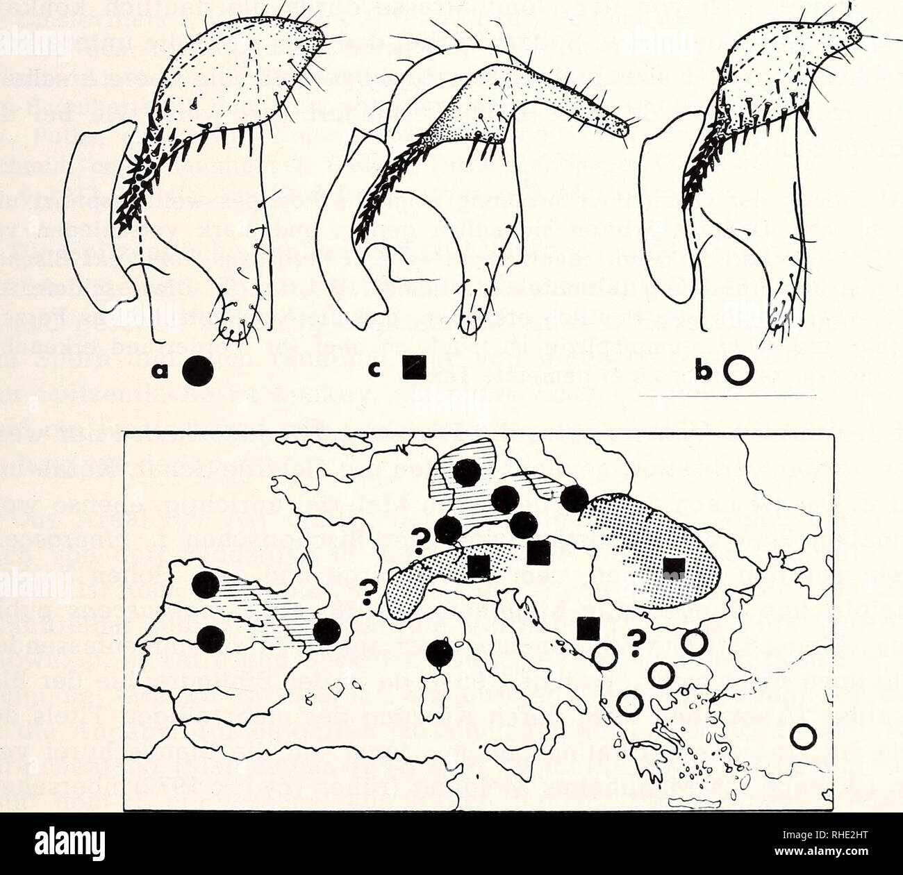 . Bonner zoologische Beiträge: Herausgeber: Zoologisches Forschungsinstitut und Museum Alexander Koenig, Bonn. Biologie; Zoologie. Heft 1 - 3 29/1978 Europäische Blephariceridae 245 Schwarzwald in coli. Mannheims oder meiner Sammlung; von umfangreichem Material aus dem Norden Spaniens (Coli. Mannheims) wurden im einzelnen untersucht: Pyrenäen bei Sortieren, 1 500 m, 29./30. 5. 55, 6; zahlreiche Puppen Rio Escrita ä Espot, 1952, 1 (5) (H. Bertrand); Zentralpyrenäen, 1 ( $) (Mannheims); Garonne á Viella, anciennes récoltes, 1 () (J. Aubert); Rio Quiviesa ä pueblo de San Gloria (Glaia?), 1956, 1 (S) (H Stockfoto