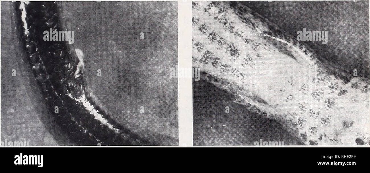. Bonner zoologische Beiträge: Herausgeber: Zoologisches Forschungsinstitut und Museum Alexander Koenig, Bonn. Biologie; Zoologie. Heft 3/4 28/1977 Ökologie südafrikanischer Scinciden 385 4 S. Ich. Inornatus und 29 S. gronovii zur Verfügung. Von S. brevipes konnten 65, von S. Ich. Inornatus 8 und von S. gronovii 15 Embryonen fixiert und verwendet wer-den. Das Material wird Ganzs in der Sammlung J. S. Grase, Muséum National d'Histoire Naturelle, Paris und Ganzs in den Sammlungen der Nummern-oper Autoren (Bonn und Pontoise) für weitere Untersuchungen aufbewahrt. Fundorte und Verbreitung in sterben Pholidose U Stockfoto