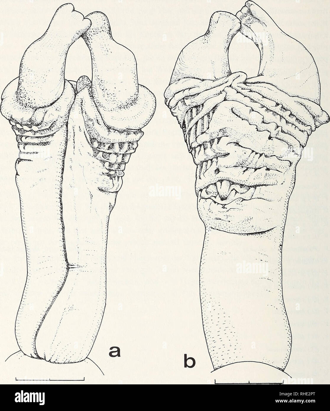 . Bonner zoologische nach 1550. Zoologie. 118 Varanus (Varanus komodoensis) HDG*) 801 (Abb. 38) und MNCN unkatalogisiert: Indonesien. Hemipenis schlank, distalen keulenartig verdickt. Sulcus schnell Dp, seine innere Lippe kräftiger als die äußere, ihn schnell zum Rohr schließend. Sulcusmündung in vertiefter Querfurche. Beidseitig Abb. ist der. 2 cm 2 cm Abb. 38. Hemipenis von Varanus komodoensis (HGD801), ein. Sulcal-, b. Asulcalansicht. - Zeichn. K. Doering. *) HGD ist kein Institutsakronym, sondern bezeichnet die Sammlung Herndon G. Dowling, New York. Bitte beachten Sie, dass diese Bilder extrahiert werden Stockfoto