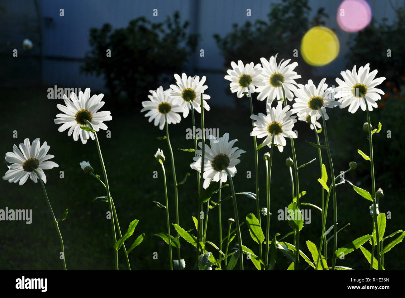 Weiße Blüten von kamillenblüten, Sonnenlicht auf dem Hintergrund der Garten Pflanzen Stockfoto