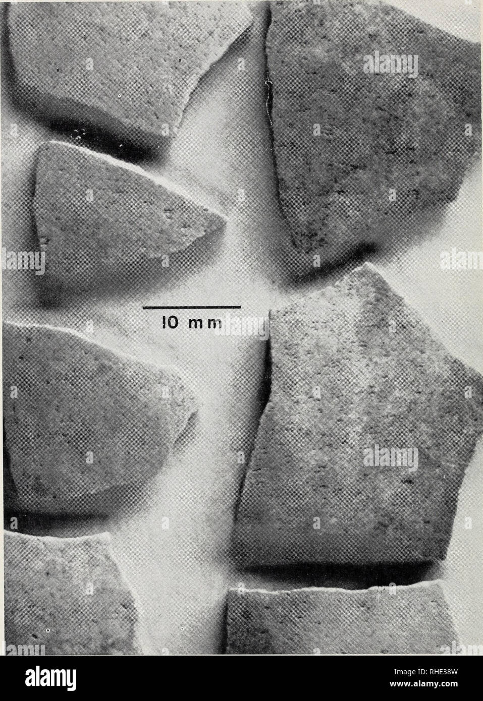 . Bonner zoologische Beiträge: Herausgeber: Zoologisches Forschungsinstitut und Museum Alexander Koenig, Bonn. Biologie; Zoologie. 32 E. G. Franz Sauer Bonn, zool. Beitr.. Abb. 21. Eierschalen von SHACKELFORD's "Problem" Sammlung von Shabarakh Usu, Mongolei. Unbestimmte Eierscherben aus Shackelfords Sammlung von Shabarakh Usu, Mon- golei. Ein Teil der Fragmente weist aepyornithoide Porenmerkmale auf; siehe Text.. Bitte beachten Sie, dass diese Bilder aus gescannten Seite Bilder, die digital für die Lesbarkeit verbessert haben mögen - Färbung und Aussehen dieser Abbildung extrahiert werden Stockfoto