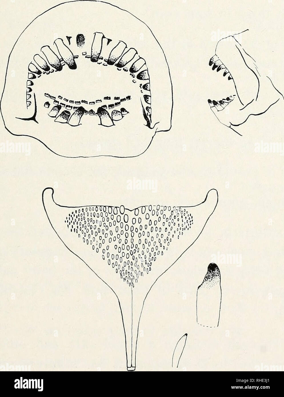 . Bonner zoologische Beiträge: Herausgeber: Zoologisches Forschungsinstitut und Museum Alexander Koenig, Bonn. Biologie; Zoologie. L i Abb. 14. Baromhia maclareni, holotypus. Maßstab 1 cm Barombi-ba-Kotto [BM (N.H.)1959.8.18.177]. Die Abmessungen sind in Inm gegeben. und (in Klammern) in Hundertstel der Standard Länge oder Länge des Kopfes.. Abb. 15. Baromhia maclareni, Lippen und Zähne im Anterioren (x5) und seitliche (x 2,5); die Zähne gezeigt werden teilweise in die geschwollene Schleimhaut embedded erhalten unten, untere pharyngeal Knochen, x5, mit, separat, vorderer und hinterer Zähne viel vergrößert.. Stockfoto