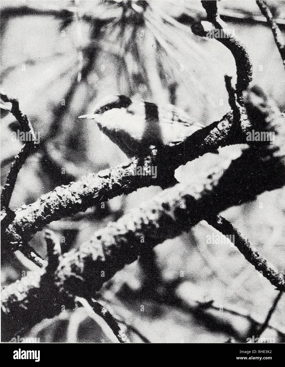 . Bonner zoologische nach 1550. Zoologie. 76 ZWERGKLEIBER, Sitta pygmaea Lektüre Vom 22. 4.- 2. 5. 1985 konnte ich, zusammen mit meiner Frau, Sitta pygmaea täglich im Golden Gate Park in San Francisco beobachten. Vom 5. 5.- 14. 5. 1985 konnten wir sterben henkes lolland of this Kleiberart in Flagstaff, Arizona, fortsetzen; dort Krieg sterben Brut-Zeit weniger weit fortgeschritten als teilweise in Kalifornien, und die Außenbedingungen waren natürlicher. Vorkommen und Lebensraum Sitta pygmaea ist im Westen Nordamerikas von British Columbia bis Mexiko verbreitet. This Art ist ein Koniferen angepaßt, vor Alle Stockfoto
