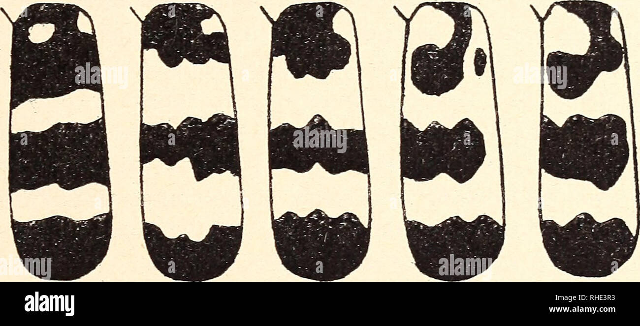 . Bonner zoologische Beiträge: Herausgeber: Zoologisches Forschungsinstitut und Museum Alexander Koenig, Bonn. Biologie; Zoologie. Heft. 3 4 12 1961 Neue Meloiden (Coleóptera) 349 nur wenig länger als das Endglied. - Länge: 8,5 - 11,5 mm (mit Geneig-tem-Kopf). 76aus Algier: Sidi-Yaga bei Biskra, 1900, Slg. Oberthür ex coli. Martin (Holo- und Paratypen) in der Sammlung des Mus. Koenig in Bonn (Holo- und Paratypen), sowie im Mus. Budapest (paratypen). This Art e C. verrucicollis Karsch, C. iemoralis Kocher und C. pa-laestinus Fairm. nahe. Sie unterscheidet sich aber von diesen Arten durch Stockfoto