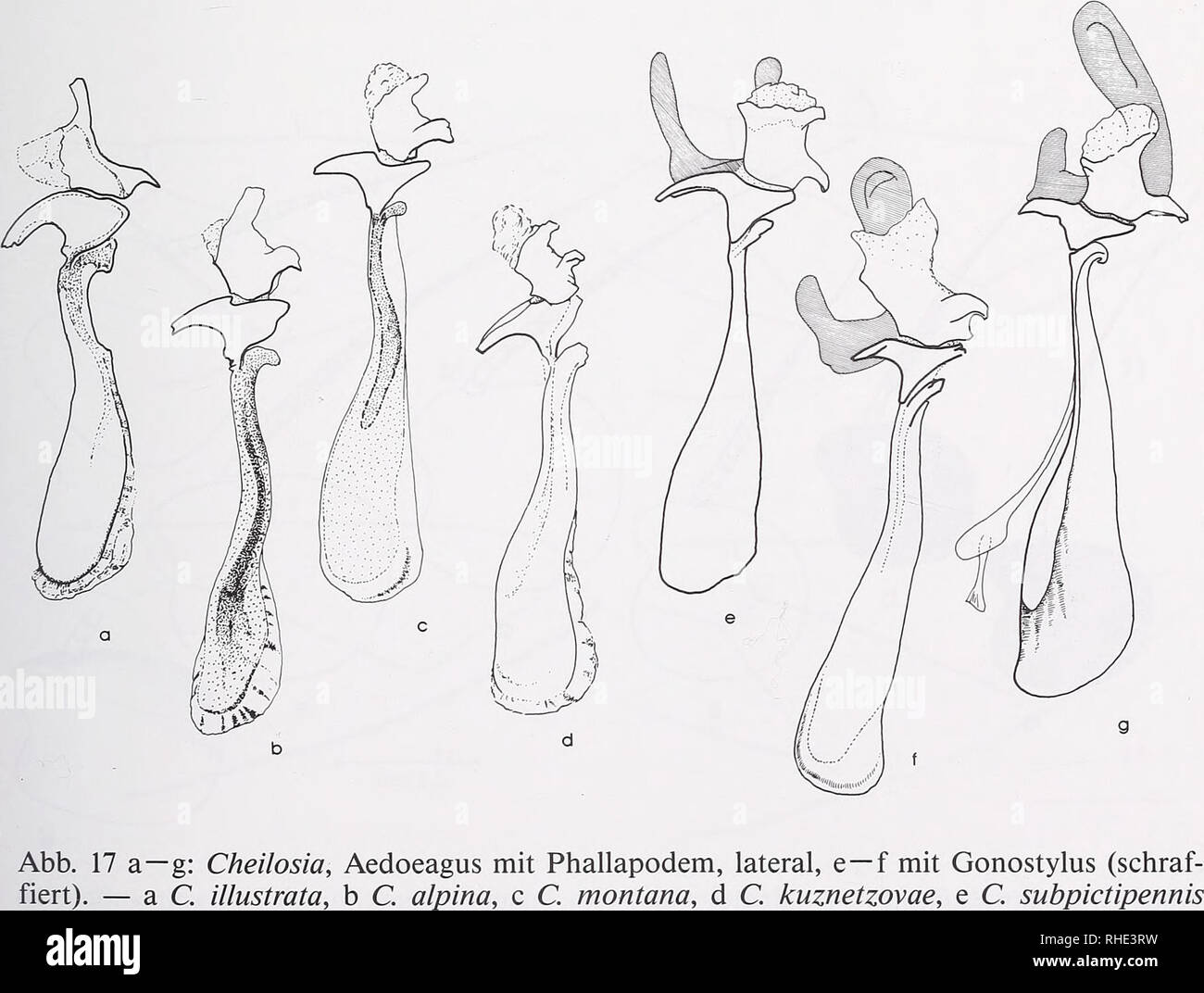 . Bonner zoologische BeitrÃ¤ge: Herausgeber: Zoologisches Forschungsinstitut und Museum Alexander Koenig, Bonn. Biologie; Zoologie. Die Europäische¤ischen Arten der Cheilosia alpina-Gruppe 389 Typen: Eristalis alpina Zetterstedt: Lectotypus äh, hiermit festgelegt. Etikettierung: âE. Alpina er. Jockelt.", Dipt. Scand. Slg. MZLU. Erhaltungszustand: VollstÃ¤ndig und Darm. Â Paralectotypen: 1er âE. Alpina er. Jockeltind", isoliertes Lapp. Slg. âE MZLU; 1 9. Alpina 9 Jockelt.", Dipt. Scand. Coli. MZLU; 1er Inline für Daten, Dipt. Scand. Coli. MZLU. In der Sammlung Zetterstedt Stockfoto