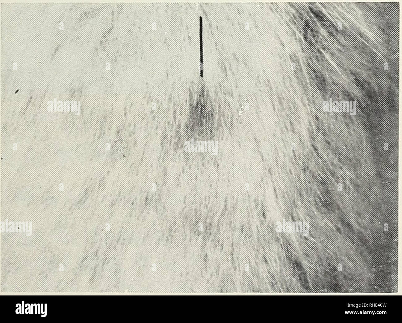 . Bonner zoologische Beiträge: Herausgeber: Zoologisches Forschungsinstitut und Museum Alexander Koenig, Bonn. Biologie; Zoologie. Abb. 1. Rechts und links Glis g. italicus (Monte Gargano), in der Mitte Glis g. postas (Herzegowina). Vier Weibchen sind allesamt Augustfänge sterben. Deutlich treten die dunklen Zilzenhöfe der Gargano-Tiere hervor. Sterben Herzegowina-Tiere sind unterseits reinweiß. Exemplare von abruttii (n=2) und iniermedius (n=4) der Sammlung eine 11 o b e 11 o zeigen sterben Vlerkmale starke Pfotenpigmentierung und dunkle Zitzenhöfe in gleichem Maße wie Gargano-Exemplare oder solche der T Stockfoto