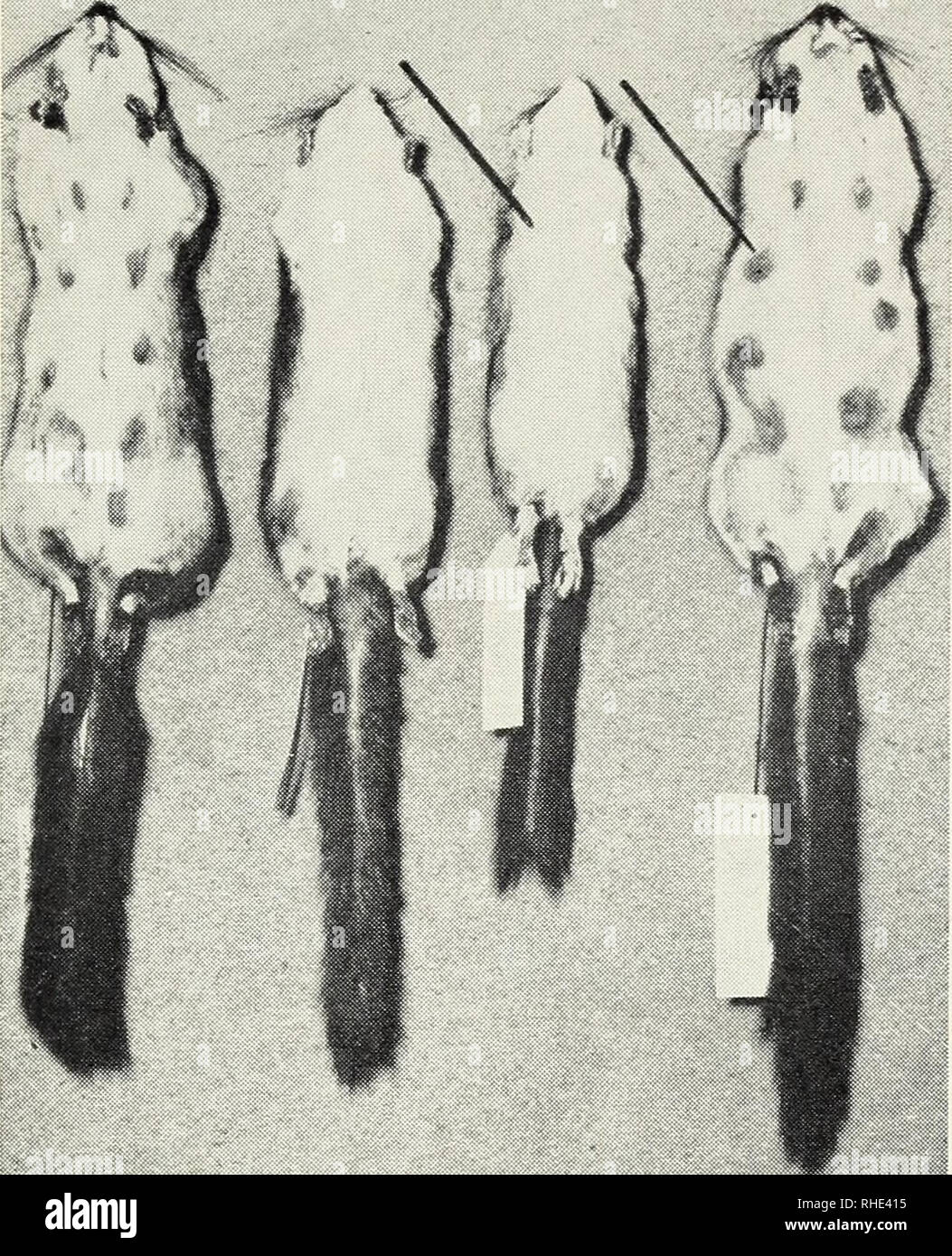 . Bonner zoologische Beiträge: Herausgeber: Zoologisches Forschungsinstitut und Museum Alexander Koenig, Bonn. Biologie; Zoologie. Heft 1/3 13/1962 Siebenschläfer in Italien 119. Abb. 1. Rechts und links Glis g. italicus (Monte Gargano), in der Mitte Glis g. postas (Herzegowina). Vier Weibchen sind allesamt Augustfänge sterben. Deutlich treten die dunklen Zilzenhöfe der Gargano-Tiere hervor. Sterben Herzegowina-Tiere sind unterseits reinweiß. Exemplare von abruttii (n=2) und iniermedius (n=4) der Sammlung eine 11 o b e 11 o zeigen sterben Vlerkmale starke Pfotenpigmentierung und dunkle Zitzenhöfe in gleic Stockfoto