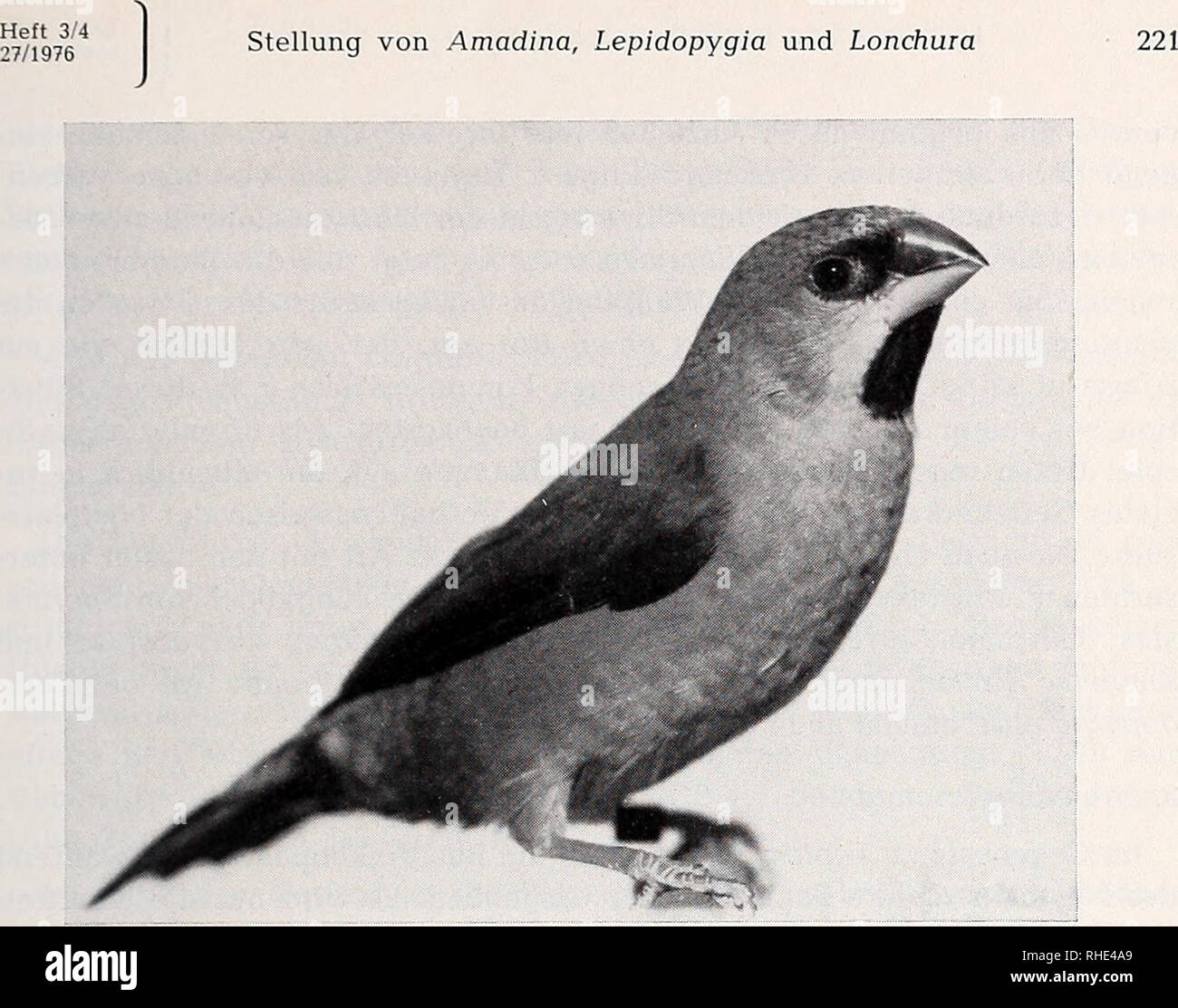 . Bonner zoologische Beiträge: Herausgeber: Zoologisches Forschungsinstitut und Museum Alexander Koenig, Bonn. Biologie; Zoologie. Abb. 1: Lepidopygia Nana (Foto: Mau) tende Paare in einer Voliere zu halten. Bei keiner bisher von mir-Obachteten Prachtfinkenart konnte ich wie bei werden diesen raufbolden zwei in der Struktur und Funktion voneinander abweichende Wutlaute beobachten. Der erste, ein weich klingendes zü, welches zwischen 7 - 8 kHz Balatonfüred, wird zum Androhen von sitzenden Rivalen verwendet, 5/6 Für eine scharf klingende, in der Tonlage abfallende Rufreihe vor allem 5/6 langan - dauernde Stockfoto