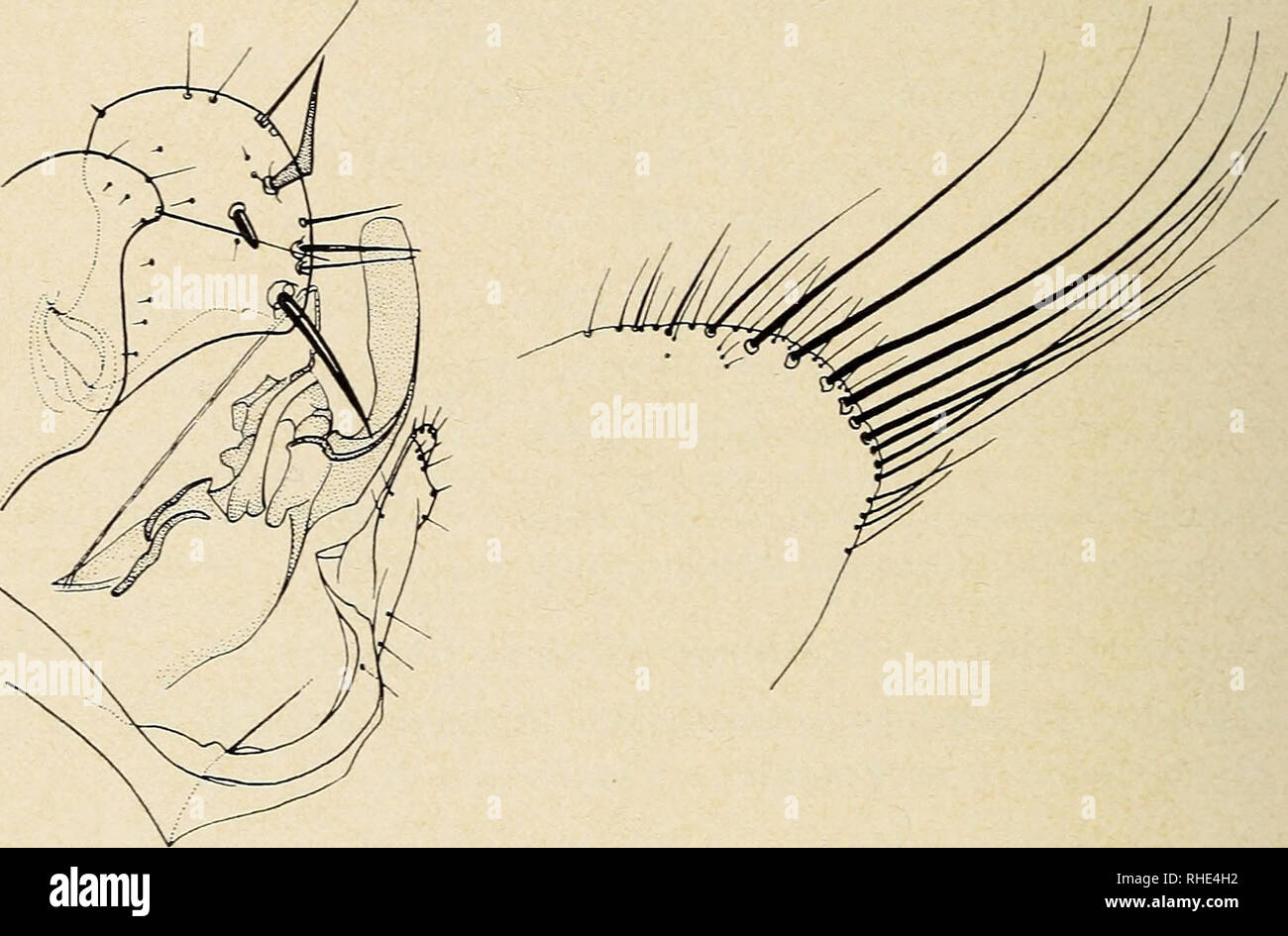 . Bonner zoologische Beiträge: Herausgeber: Zoologisches Forschungsinstitut und Museum Alexander Koenig, Bonn. Biologie; Zoologie. 144 F. P e u s Bonn, zool. Beitr. nach denen Jordanien sterben Kunst beschrieben hat. Es ist erfreulich, daß jetzt auch das 6 ans Licht gekommen ist, vom selben Ort und vom selben Wirt. Amphipsylla montium Jordan, 1944, 6 Allotypus (Abb. 2), Afghanistan, Paghman-Gebirge, 21. Iv. 1965, von Calomyscus bailwardi Thomas; in der Sammlung des Zoologischen Museen in Tring, England. - In der Form des "Finger" hat A. montium zahlr Ähnlichkeit mit A. kuznetzovi Wagner, 5/6 Stockfoto