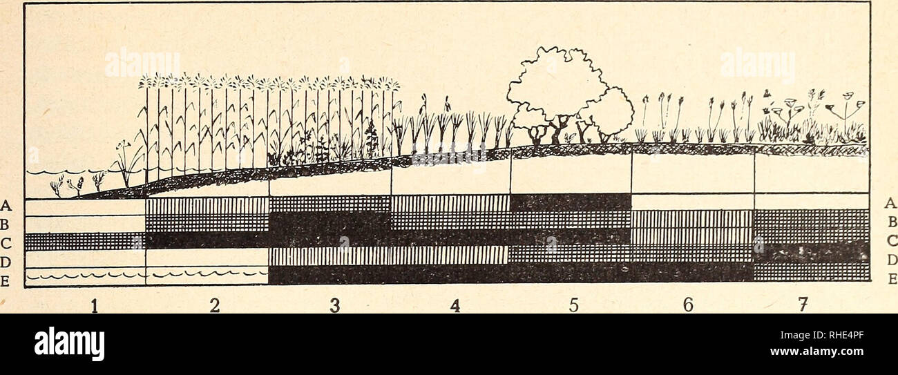 . Bonner zoologische BeitrÃ¤ge: Herausgeber: Zoologisches Forschungsinstitut und Museum Alexander Koenig, Bonn. Biologie; Zoologie. Heft 2-4 11/1960 SÃ¤ugetiere des Neusiedlersee-Gebietes 157. DIAGRAMM 2 Verbreitung der SÃ¤Ugetiere in der verlandungszone 1 2 3 4 5 6 7 Erinaceus europaeus ** *** *** Talpa europaea oo Â© â ¢ 9 Sorex araneus ** eoÂ ooo ooo ooo Sor ex minutus* oo o©o ooo o** Neomys anomalus * * oo â¢â¢ o** Neomys fodiens ** ooo • o:: Crocidura suaveolens* o ooo *** *** Crocidura leucodon ** Vulpes vulpes *** *** *** *** *** *** *** Mustela erminea ooo ooo *** Mustela nivalis * Stockfoto