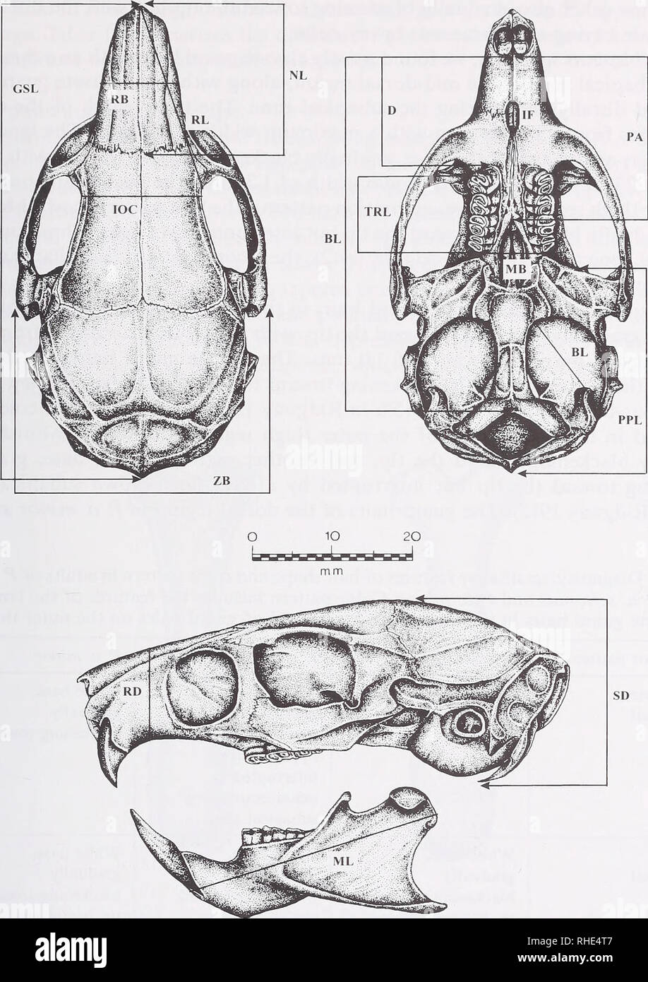 . Bonner zoologische Beiträge: Herausgeber: Zoologisches Forschungsinstitut und Museum Alexander Koenig, Bonn. Biologie; Zoologie. Variation und Differenzierung der stacheligen Ratten 235. Abb. 2:18 kraniale Messungen aus dem Schädel von S. albispinus genommen. Siehe Text für Zeichen Abkürzungen. subapical Zone (15' ich in Fethiye 1912). Die Lanzettlichen Grannenhaare haben auch einen weißlichen Basis, die nach und nach in Richtung der Spitze schwärzt, aber mangels einer sichtbaren subapical Zone. Die Lanzettlichen Grannenhaare variieren in der Länge von 25 bis 28 mm, mit einer maximalen Breite von 1,2 mm. Die grannenhaare in der äußeren Oberschenkel gefunden Stockfoto