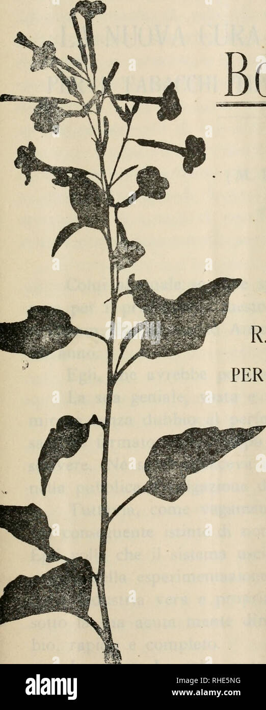 . Bollettino Tecnico. Tabak - Tabak - - Italien. Anno XIX. - Aprile-Maggio Giugna 1922 N.2 MINISTERO DELLE FINANZE Direzione Generale dei monopoli Industriali. Bollettino Tecnico PUBBLICATO PRO CURA DEL R. ISTITUTO SPERIMENTALE DI PRO LE COLTIVAZIONI DEI TABACCHI "LEONARDO" flNGELONI SCAFATI (Salerno) SCAFATI STABILIMENTO TIPOGRAFICO RINASCIMENTO 1922. Bitte beachten Sie, dass diese Bilder sind von der gescannten Seite Bilder, die digital für die Lesbarkeit verbessert haben mögen - Färbung und Aussehen dieser Abbildungen können nicht perfekt dem Original ähneln. extrahiert. R. Istituto wissenschaftliche Stockfoto