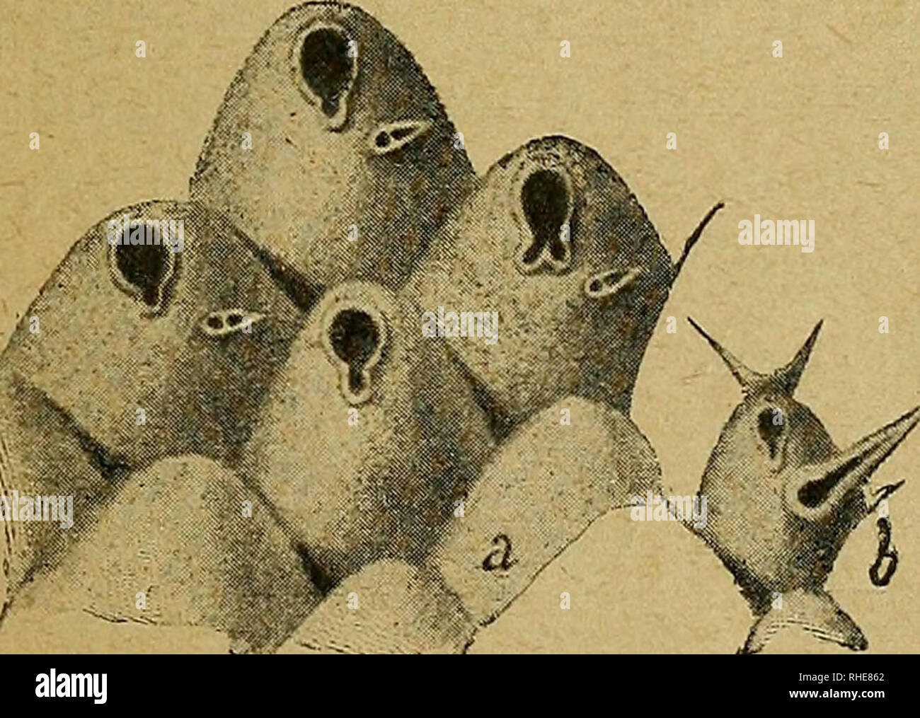 . Bollettino della Società¡Romana per gli Studi zoologici. Società¡Romana gli Studi zoologici; Zoologie; Zoologie. BRIOZOI NEOZOICI DI ALCUNE LOCALITÀ d'iTALIA 43 16. HippOPOEiNA DELicATULA Manz. (LepÃ¬' aUo) 1869. Lepralia delicatula Manz. - Br.foss.it., 3 Contr., S.940, t. Ili, w. 17 Altra forma, che, kommen La scoperta, Fa precedente Dal-Zoni nel Miozän medio di Torino, e non Venne da Altri ri-Sp.. Â ¦ La diagnosi del Manzoni à la seguente: Zoooeciis quincuncialiter dispositis, turgidulis, elongatis, subrliombicis, Tota superficie irregulariter Porose. Bundesliga ampia, Ferro equ Stockfoto