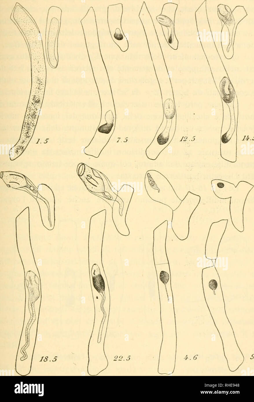 . Bollettino della Società dei naturalisti in Napoli. Natural History; natürliche Geschichte - Italien; Geologie; Wissenschaft; Paläontologie. Â 209 â Kontakt dell'ambiente esterno su di Esso, si potesse inversione ottenere Una Nuova del fenomeno, cioÃ ¨ un nuovo avviamento alla IJ^. 5. s.e Abb. 6-13 individualizzazione della forma adulta. L'epoca giÃ molto Avan-zata dell'anno (Guenther di giugno), che influenzava sfavorevol - 19. Bitte beachten Sie, dass diese Bilder extrahiert werden aus der gescannten Seite Bilder, die digital haben für die Lesbarkeit verbessert - Färbung und Aussehen dieser Abbildungen können n Stockfoto