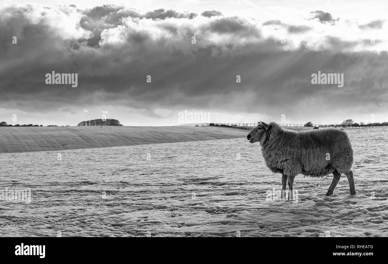Ein Schaf steht in den Schnee auf der South Downs Stockfoto