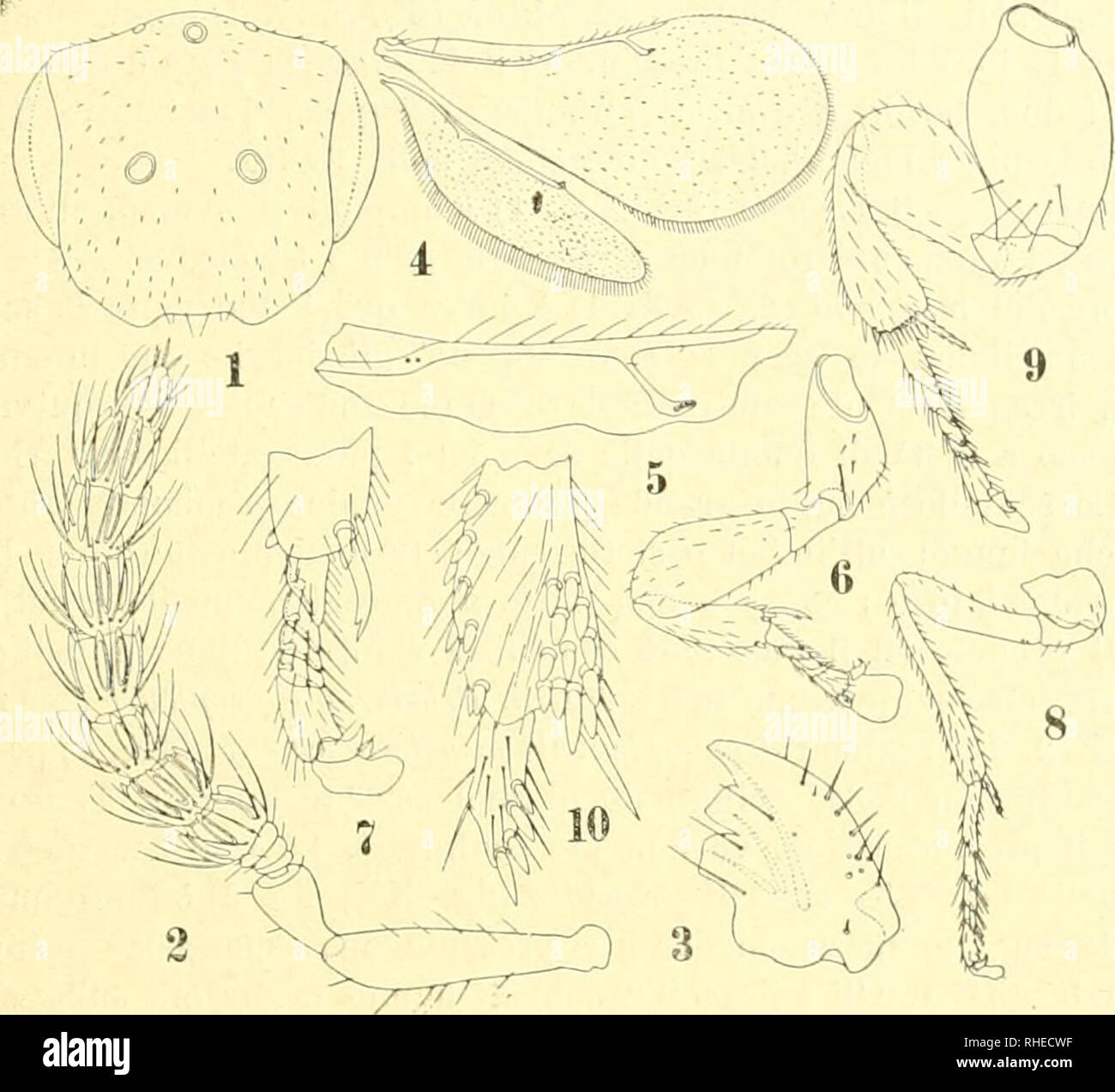 . Bollettino del Laboratorio di Europa generale e Agraria della R. Scuola Superiore d'Agricoltura in Portici. Zoologie; Zoologie, wirtschaftlichen; Entomologie. Â 51 â Capo. Â Il Capo (flg. XIX, 1) Ã¨ ca. tanto Lungo quanto Largo o un po'piÃ¹ lungo che Largo. II margine epistomale Ã¨ampiamente e moderatamente incavato nel Mezzo; l'incavatura Mostra il suo Fondo rialzarsi debolissimamente ed Ã¨ limitata da durch prominenze rotondate.. Abb. Xix. Micrognathophora leptoptera, Masse. Femmina. Â Epicranio, veduto di faccia. Â" 2. Autenna. 3. Mandibola. Â 4. Ali. Â 5. Porzione dell'ala anteriore piÃ¹ ingrandi Stockfoto