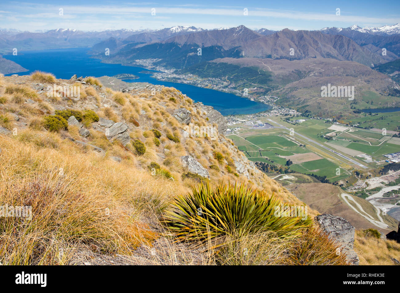 Neuseeland Südinsel Queenstown über Kelvin Heights Aciphylla Werk Stockfoto