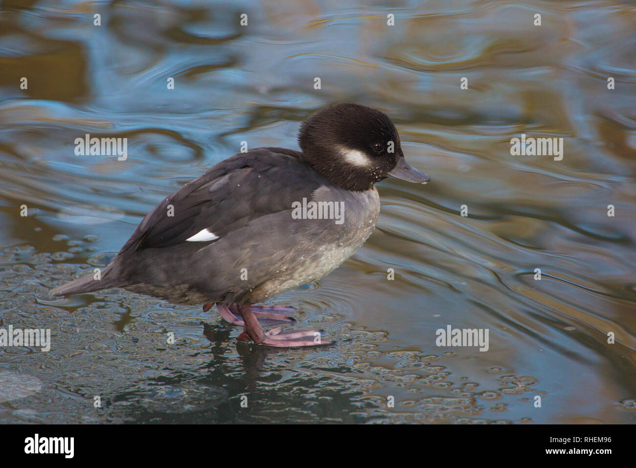 Junge Ente stehend auf einem teilweise gefrorenen Teich, Wetland Centre, London, Januar 2019 Stockfoto