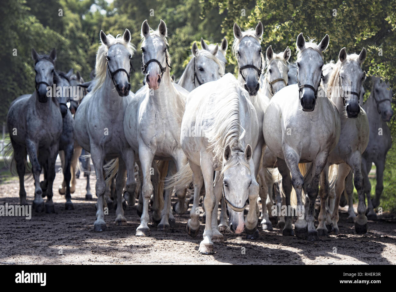 Kladruber Pferde. Mit seiner Geschichte mehr als 400 Jahre in der Zeile, Kladruber Pferde handelt es sich um die älteste Tschechische einheimischen Pferderasse. Stockfoto