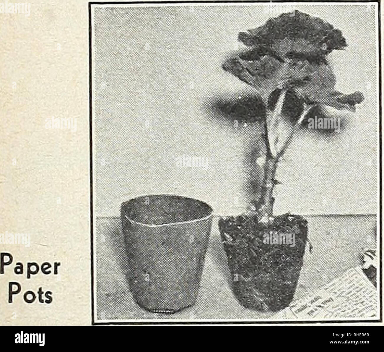 . Bolgiano in Capitol City Seeds: 1963. Baumschulen (Gartenbau) Kataloge, Leuchtmittel (Pflanzen) Kataloge Kataloge; Gemüse; Garten Werkzeuge Kataloge; Samen Kataloge. Im Inneren jedes Lnicnt nicisu. Doz. 100 3 m 0 $ 07 $ 0 78 $ 4 50 4 m 10 1 15 7 25 5 18 1 95 12 90 6 m 26 2 85 18 95 7 m 40 4 40 27 20 8 m56 6 10 10 39 10 9 1 05 11 55 78 20 10 m1 40 15 40 105 40 Untertassen jedes Doz. 100 3 m10 08 0 85 $$ 5 10 4 m 11 1 20 7 85 5 15 1 65 10 55 6 24 2 60 16 15 7 27 3 00 19 90 8 39 4 20 26 20 9 53 5 80 37 60 10 80 8 80 56 65 6 An der Doz. Tarif; 50 bei lOd-Tarif. Wir haben keine Mail, freiglit oder Express Blume Stockfoto