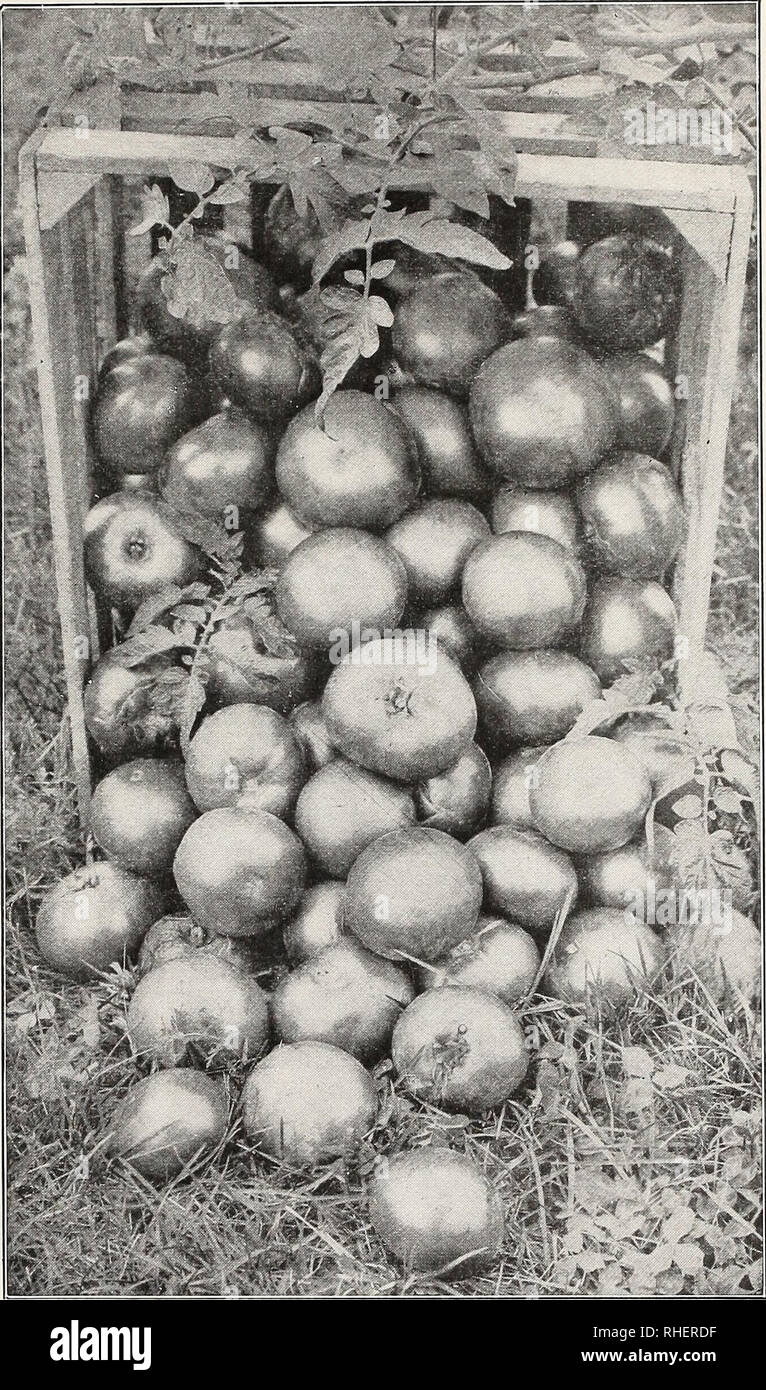 . Bolgiano's "John Baer" Tomaten: Der früheste &Amp; beste Tomate auf der Erde. Samen Maryland Baltimore Kataloge; Gemüse Maryland Baltimore Kataloge; Blumen Maryland Baltimore Kataloge; Obst Maryland Baltimore Kataloge; Gräser Maryland Baltimore Kataloge; Gartenarbeit Maryland Baltimore Ausrüstungen und Zubehör Kataloge; Baumschulen (Gartenbau) Maryland Baltimore Kataloge.rc kleinste Seeder" von Ihnen alle 11] 1 t eine Welt, - den wunderbaren Krankheit widerstehen "My Maryland "Tomaten kurzen Knickarm- Sie bildet große Cluster an jeder Verbindung - In Texas Herr J. A. Dean, von Jefferson Co., Stockfoto