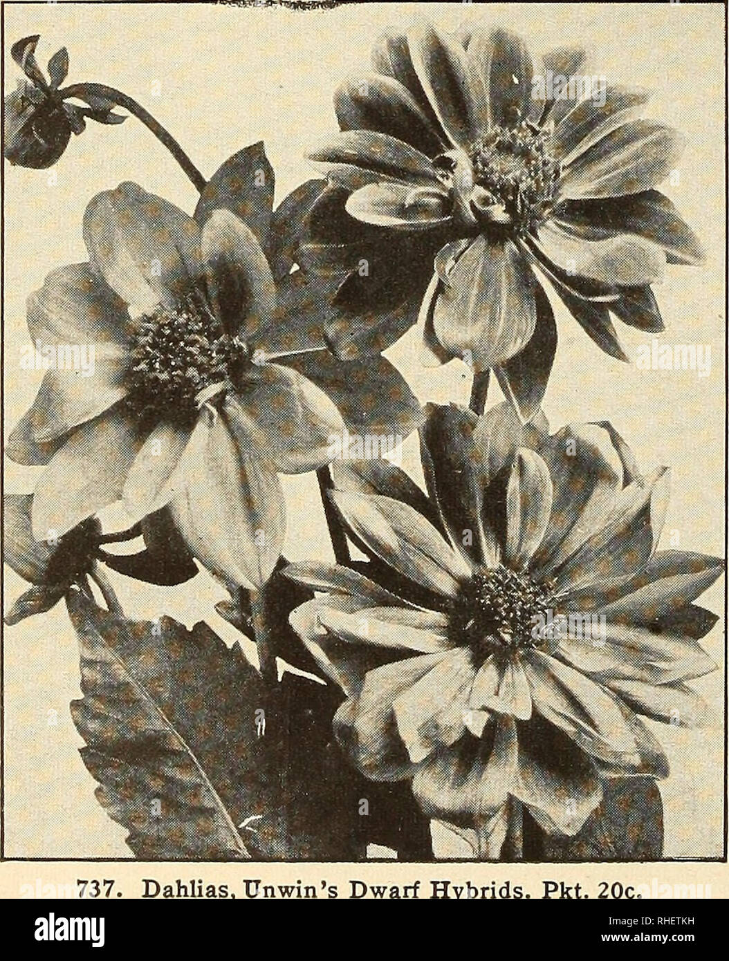 . Bolgiano in Capitol City Seeds: 1955. Baumschulen (Gartenbau) Kataloge, Leuchtmittel (Pflanzen) Kataloge Kataloge; Gemüse; Garten Werkzeuge Kataloge; Samen Kataloge. Die Ewigen haben Sie in letzter Zeit gewachsen? Vergessen sie nicht, sie splendid sind als J frische Blumen als auch wenn ich getrocknete für den Winter zu verwenden. Suchen Sie Celosia, Gomphrena, Gyp - j&amp; sophila, Heliehrysum, Lu-y naria und Statice. Celosia A. Die hahnenkämmen und Woolflowers sind spektakuläre Jahrbücher besonders wünschenswert für den Winter trocknen. 699. Calendula, Orange King Pkt. 10 C. 705. Candytuft, riesige Hyazinthe - geblüht. Pkt. 10 c. 720. Torea Stockfoto