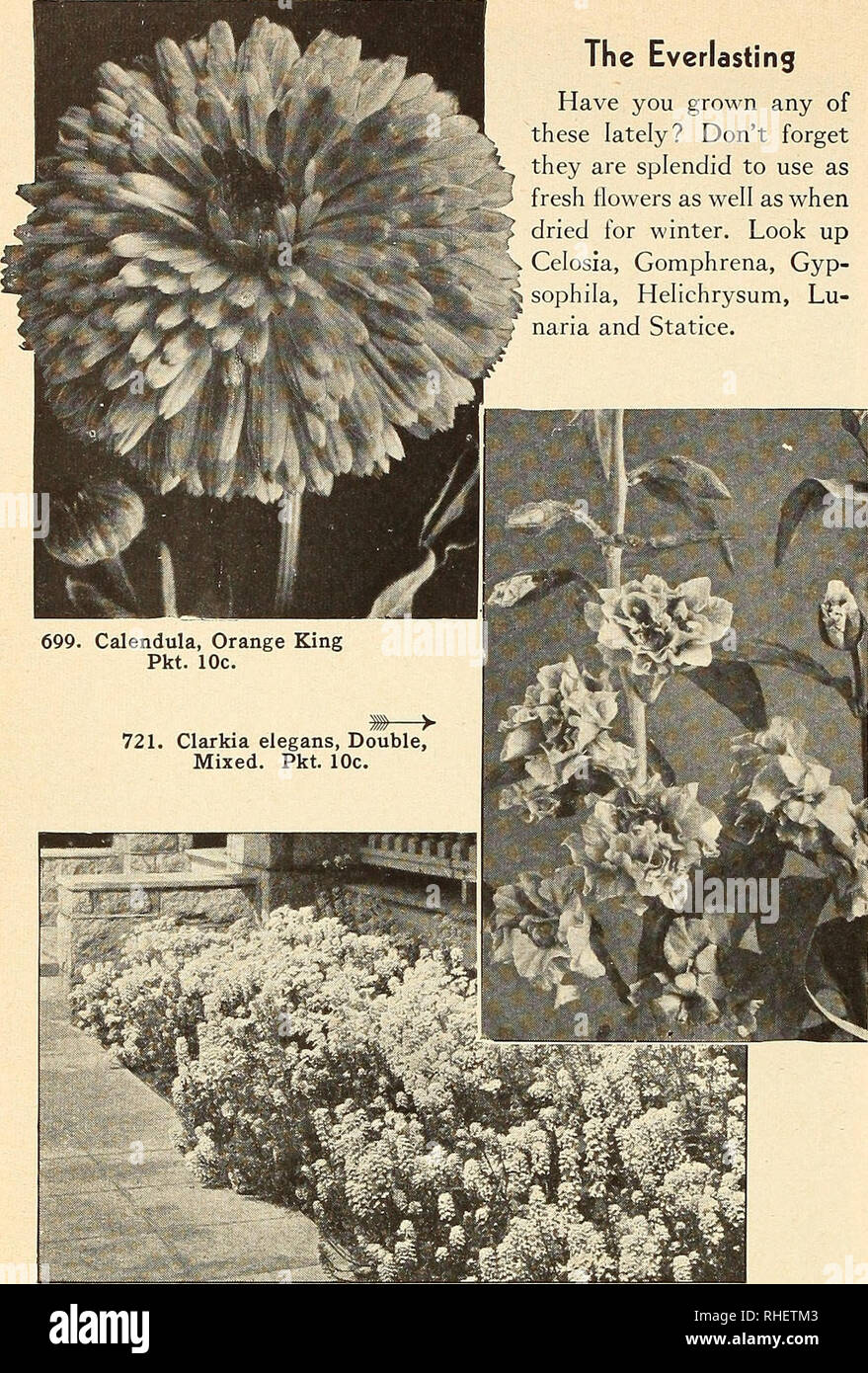 . Bolgiano in Capitol City Seeds: 1955. Baumschulen (Gartenbau) Kataloge, Leuchtmittel (Pflanzen) Kataloge Kataloge; Gemüse; Garten Werkzeuge Kataloge; Samen Kataloge. Die Ewigen haben Sie in letzter Zeit gewachsen? Vergessen sie nicht, sie splendid sind als J frische Blumen als auch wenn ich getrocknete für den Winter zu verwenden. Suchen Sie Celosia, Gomphrena, Gyp - j&amp; sophila, Heliehrysum, Lu-y naria und Statice. Celosia A. Die hahnenkämmen und Woolflowers sind spektakuläre Jahrbücher besonders wünschenswert für den Winter trocknen. 699. Calendula, Orange King Pkt. 10 C. 705. Candytuft, riesige Hyazinthe - geblüht. Pkt. 10 c. Bitte nicht Stockfoto