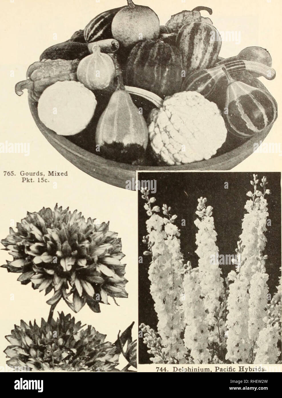 . Bolgiano in Capitol City Seeds: 1954. Baumschulen (Gartenbau) Kataloge, Leuchtmittel (Pflanzen) Kataloge Kataloge; Gemüse; Garten Werkzeuge Kataloge; Samen Kataloge. Coreopsis S. stammte Ellow (Nachfrage senken für das Schneiden. Ich 2 Fuß hoch und Samen selbst wenn nicht gehalten. 724. Grandiflora. Doppel Sunburst. Doppelte Blüten, 2 Zoll Durchmesser, von Juni bis Oktober. Eine feine bedder für Farbe und Schnitt. Pkt. 15 c) l^oz. 4^c; 11.30. Cynoglossum A.734. Amabile. Zwerg Firmament chinesischen F schneiden. 1&gt;j Ft. Pkt. 10 C.; j^OZ. - X.; Oz. 80 C. Zypresse-rebe (Ipomoea Quamoclit) A.735. Gemischt. ng Rebe zu Stockfoto